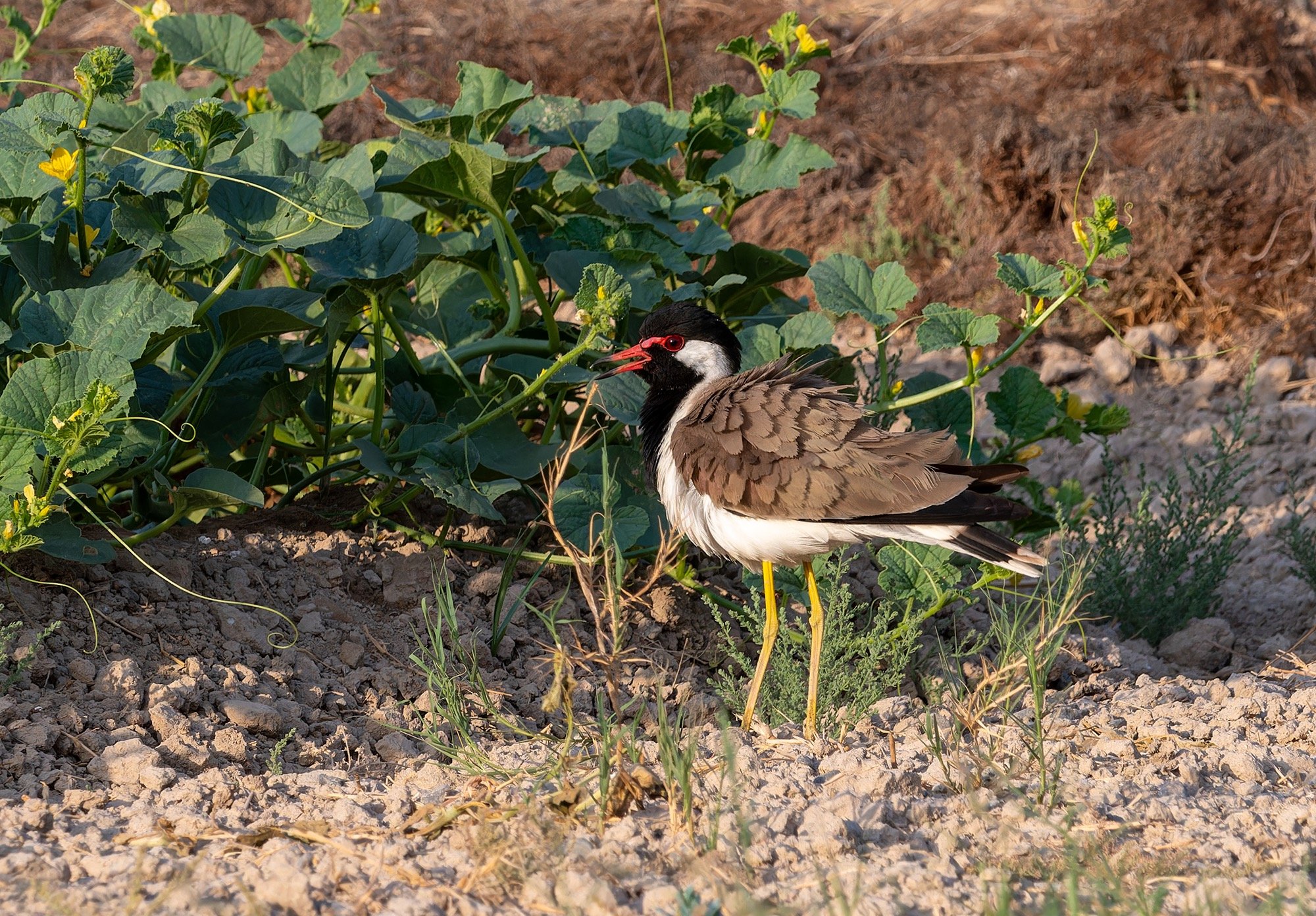 Red-wattled Lapwing