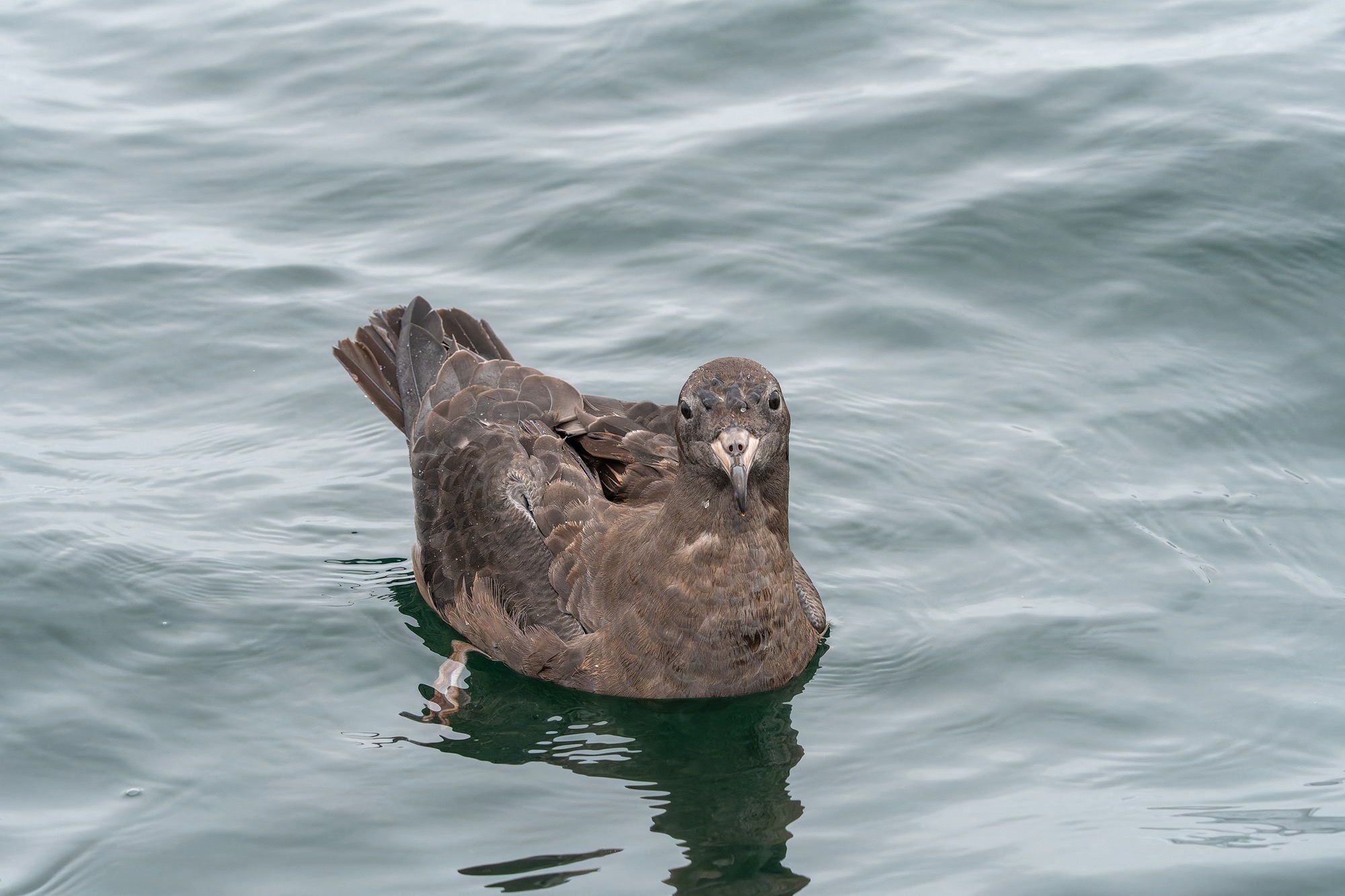 Flesh-footed Shearwater