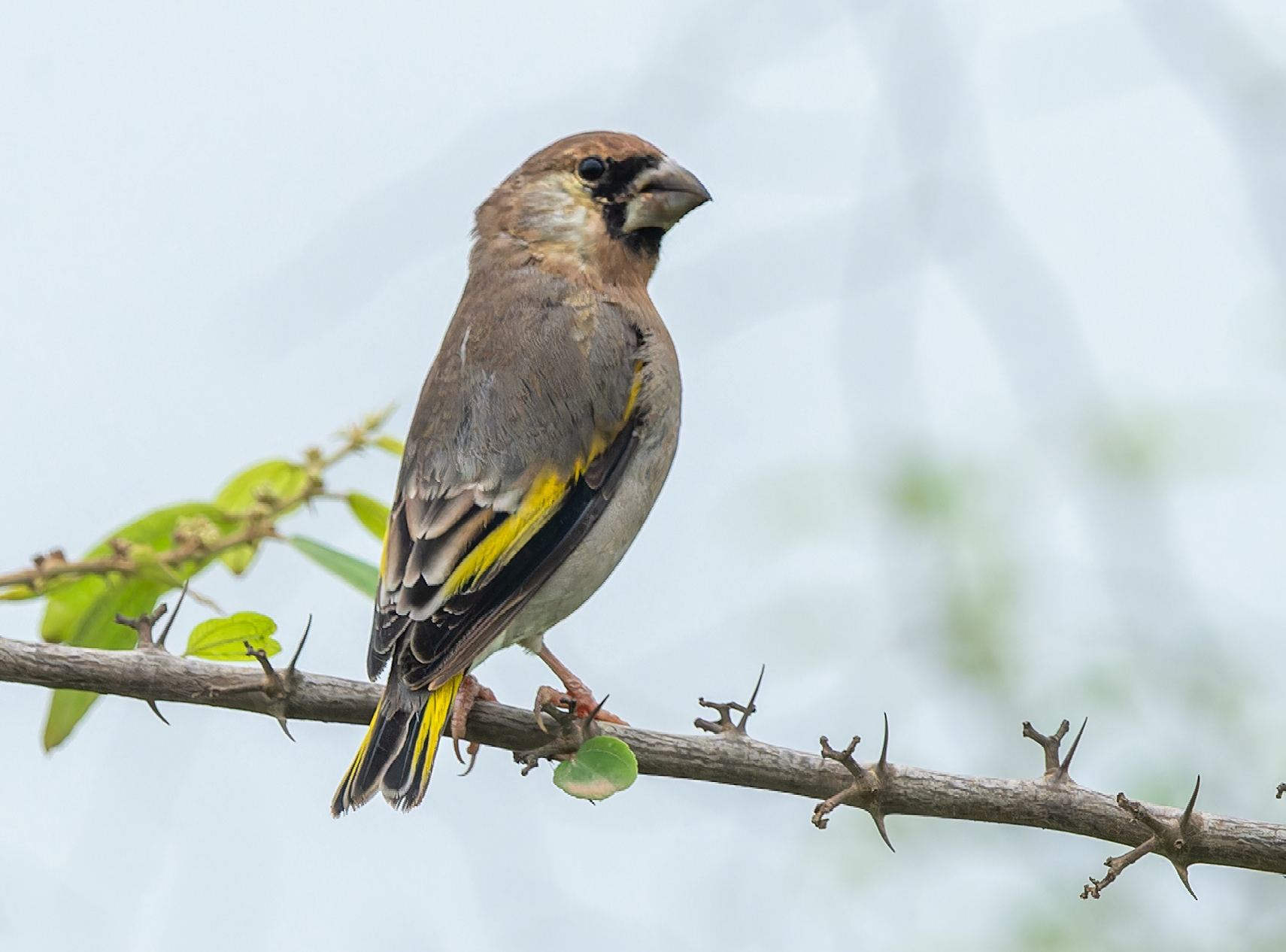 Arabian grosbeak