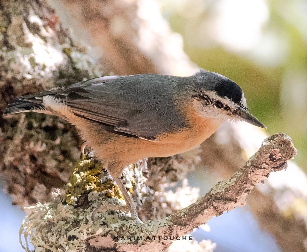 algerian nuthatch