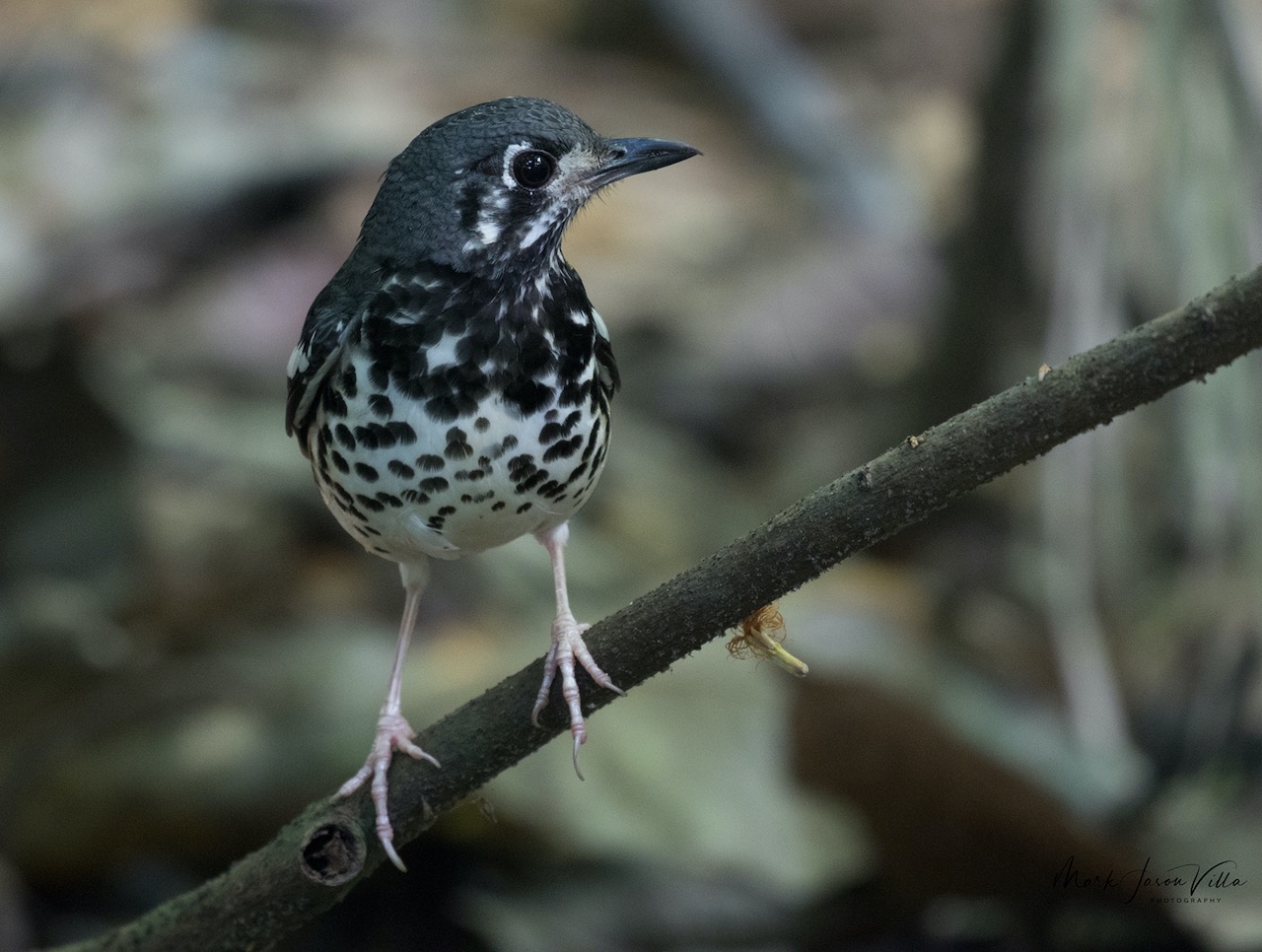 Ashy Thrush