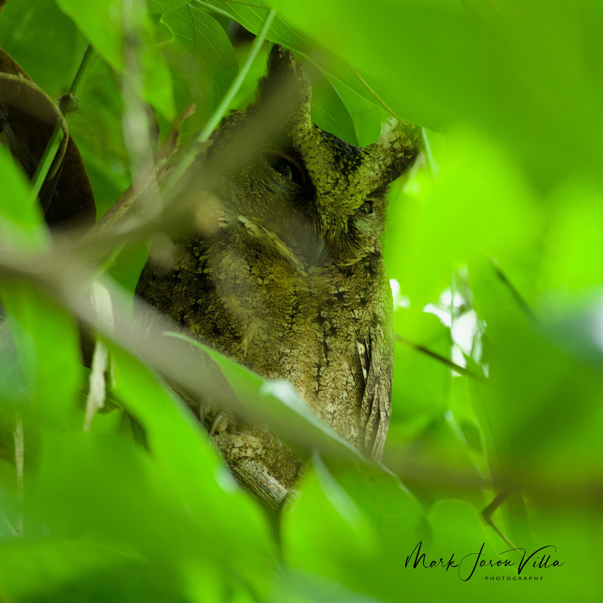 Everett's Scops Owl