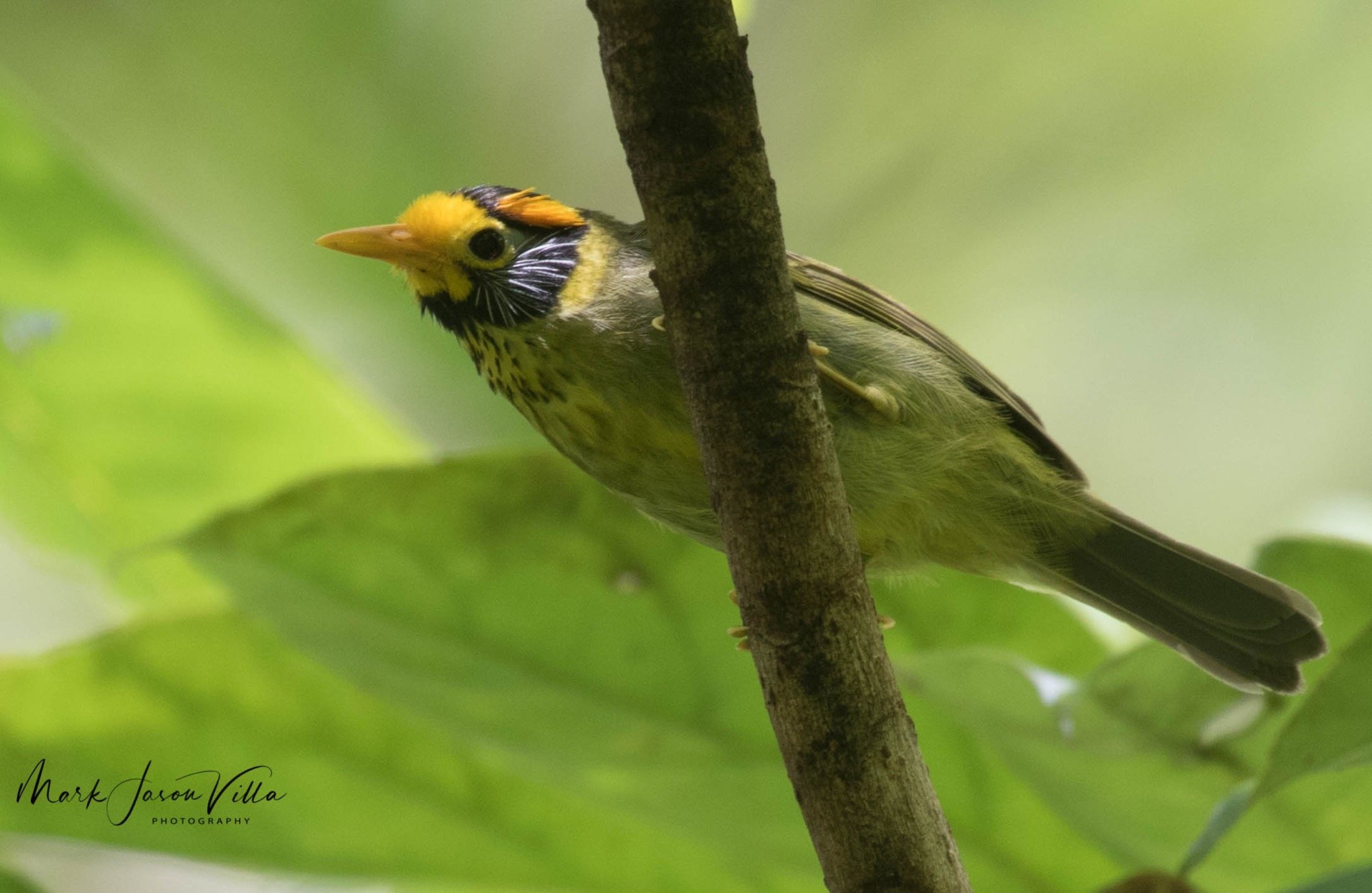Flame-templed Babbler