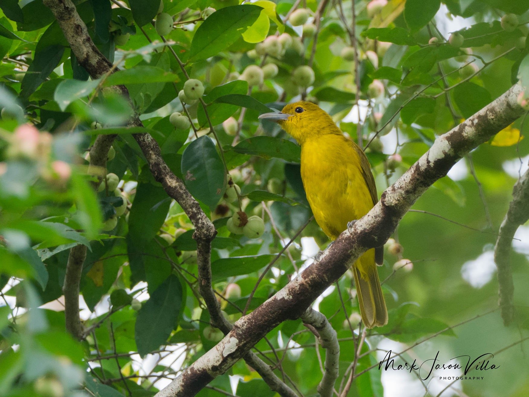 Isabela Oriole