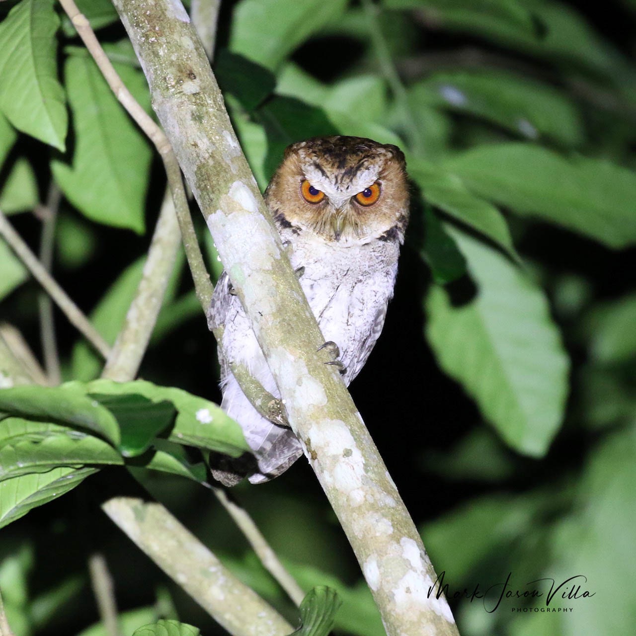 Negros Scops Owl