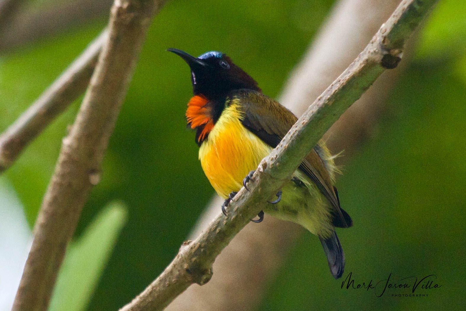 Maroon-naped Sunbird