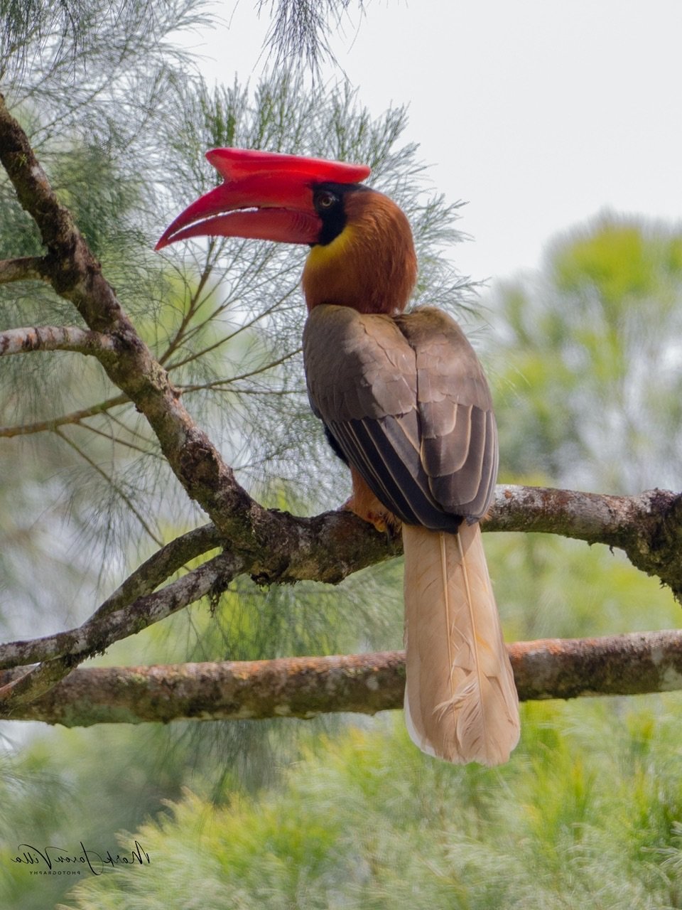 Rufous Hornbill