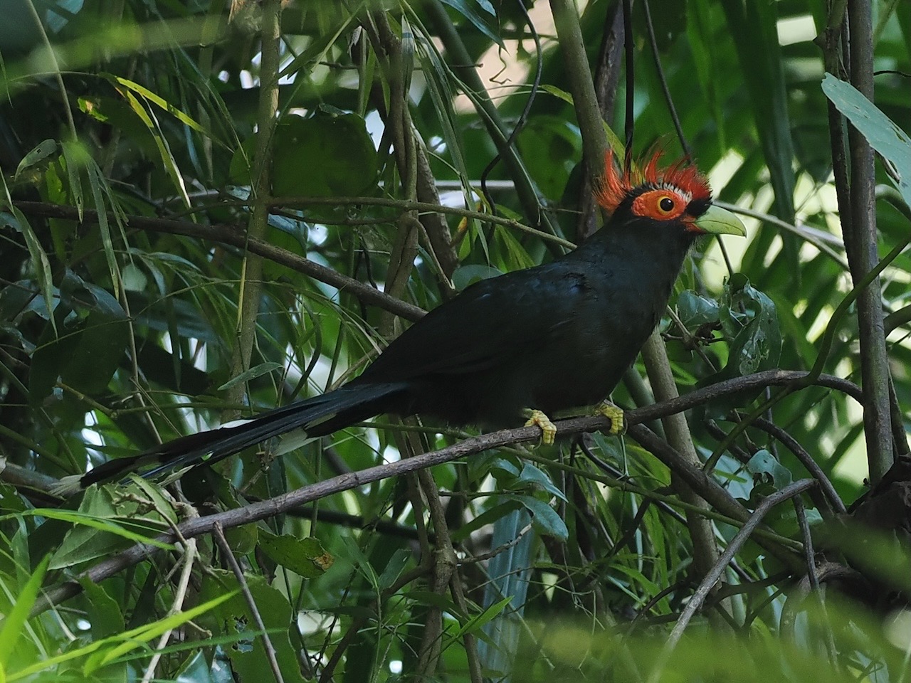 Rough-crested Malkoha