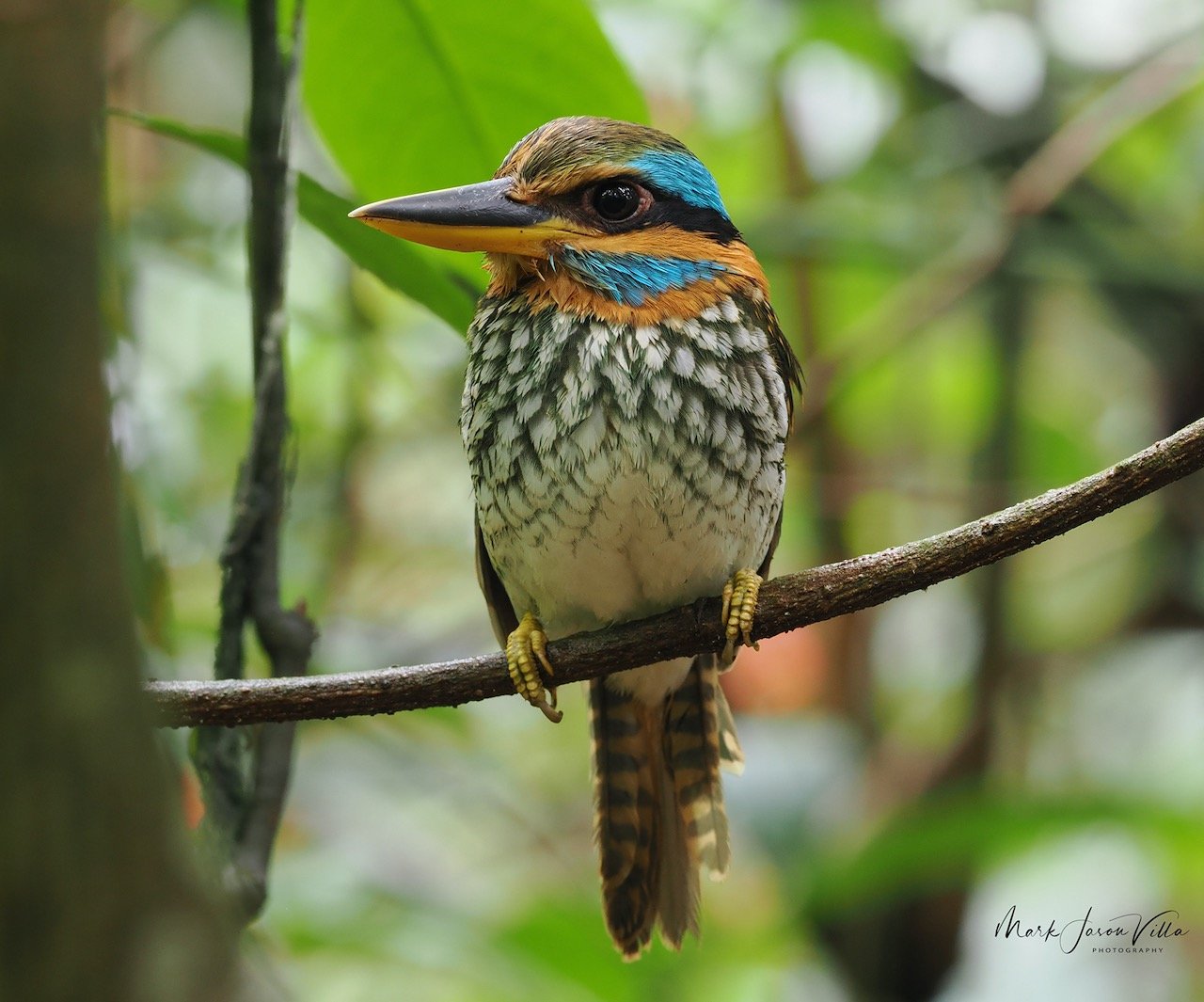 spotted wood-kingfisher