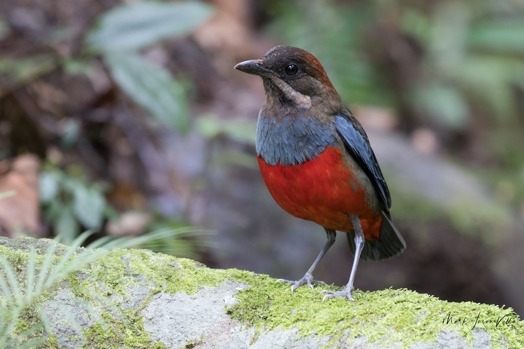 whiskered pitta