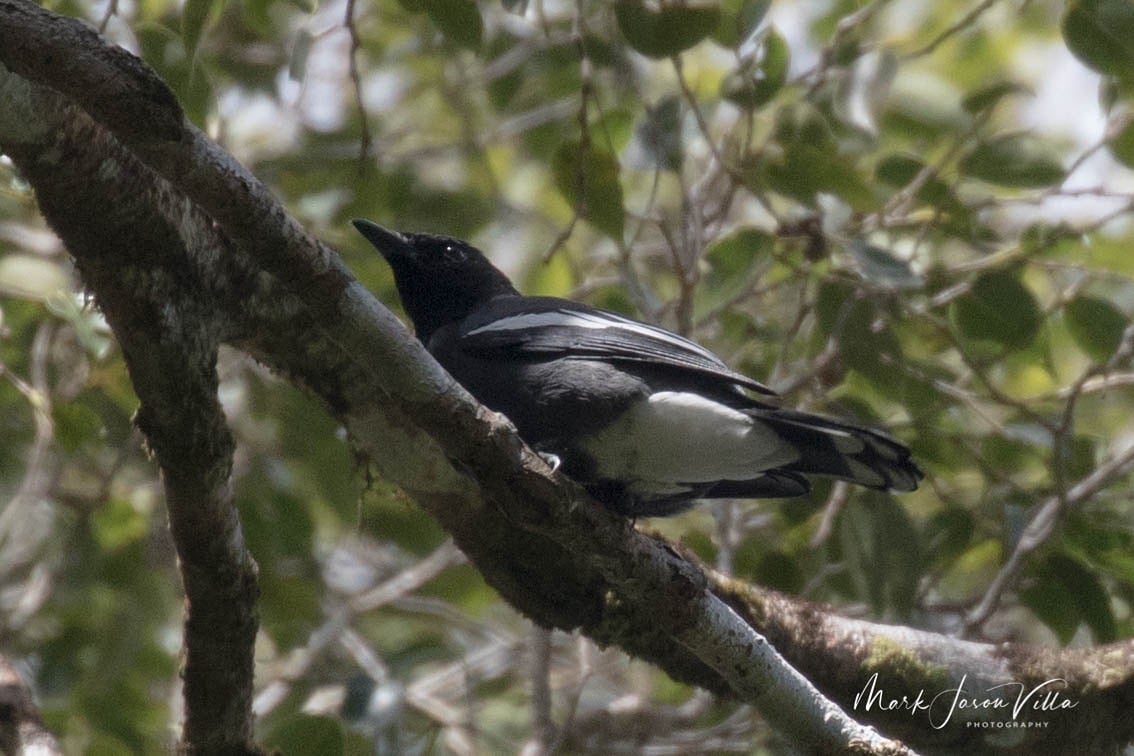 White-winged Cuckooshrike