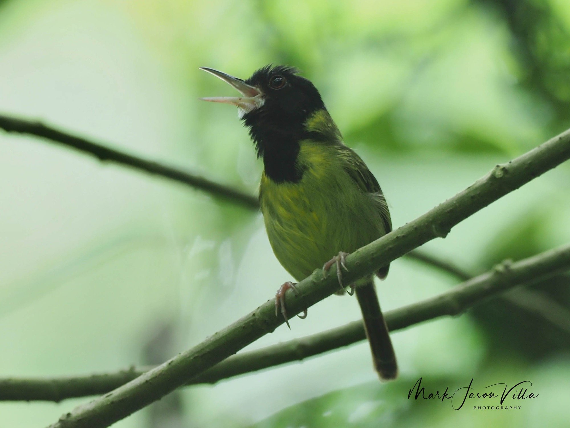 Yellow-breasted Tailorbird