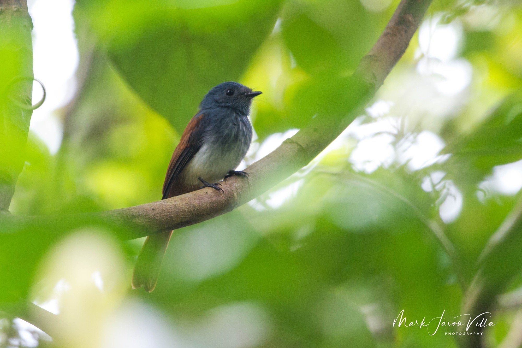 Visayan Fantail