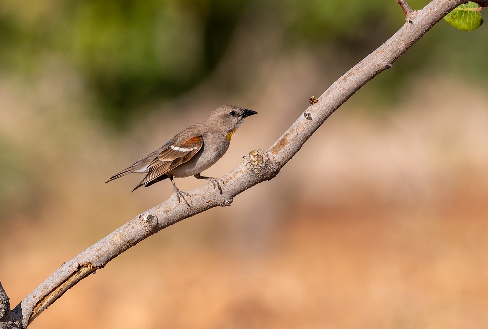 Yellow-throated Sparrow