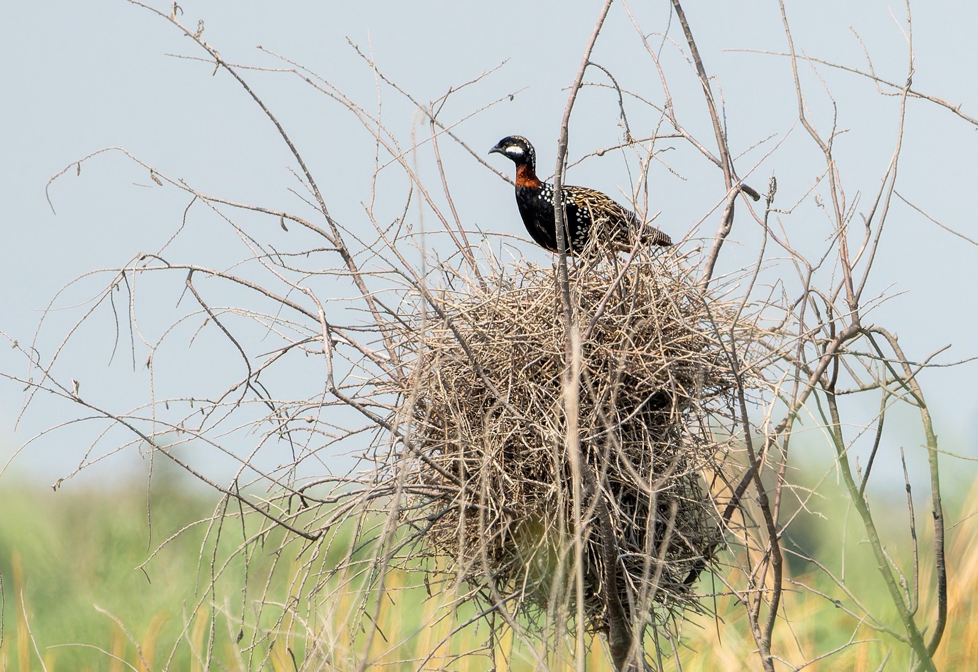 Black Francolin