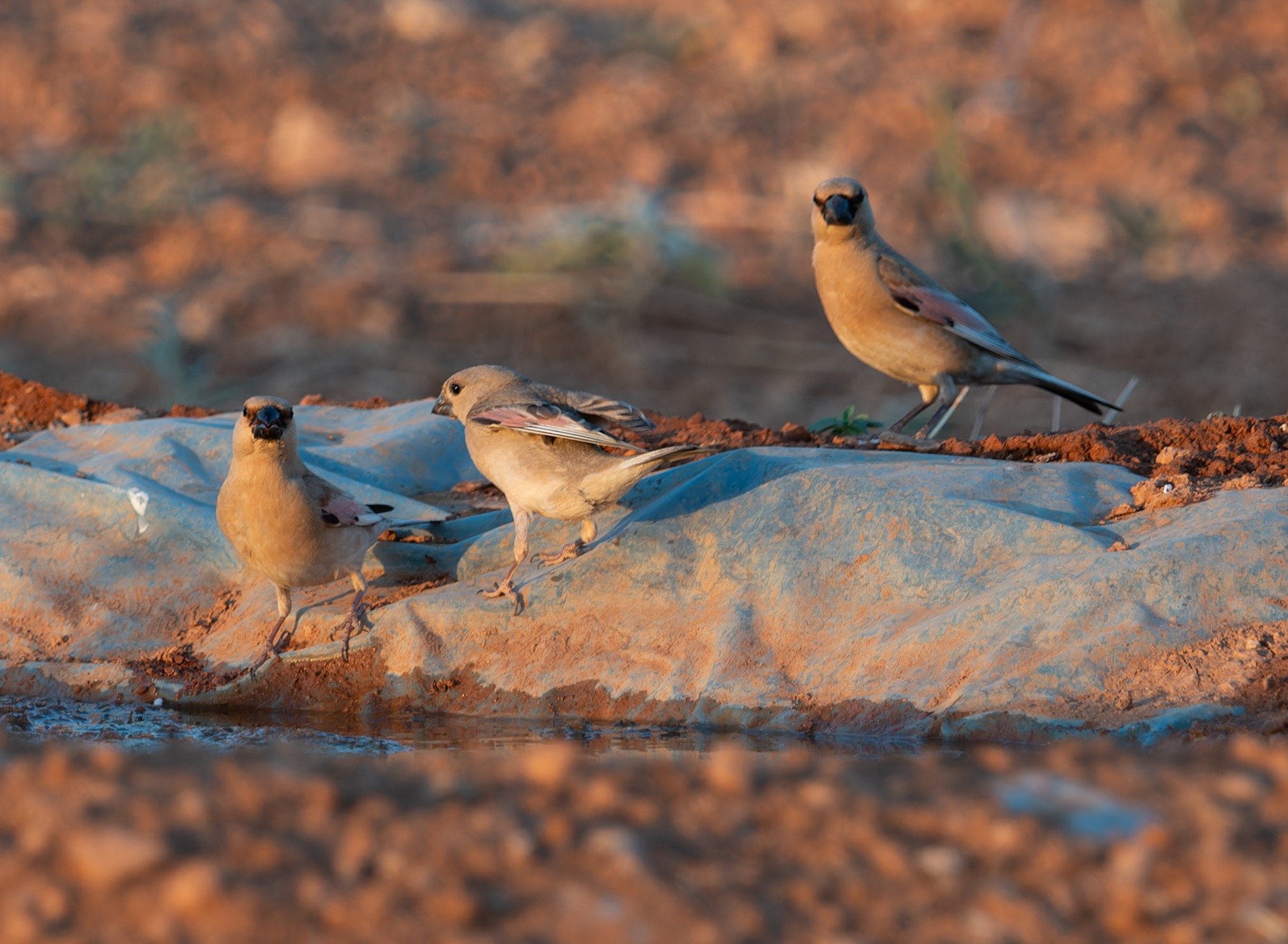 Desert Finch