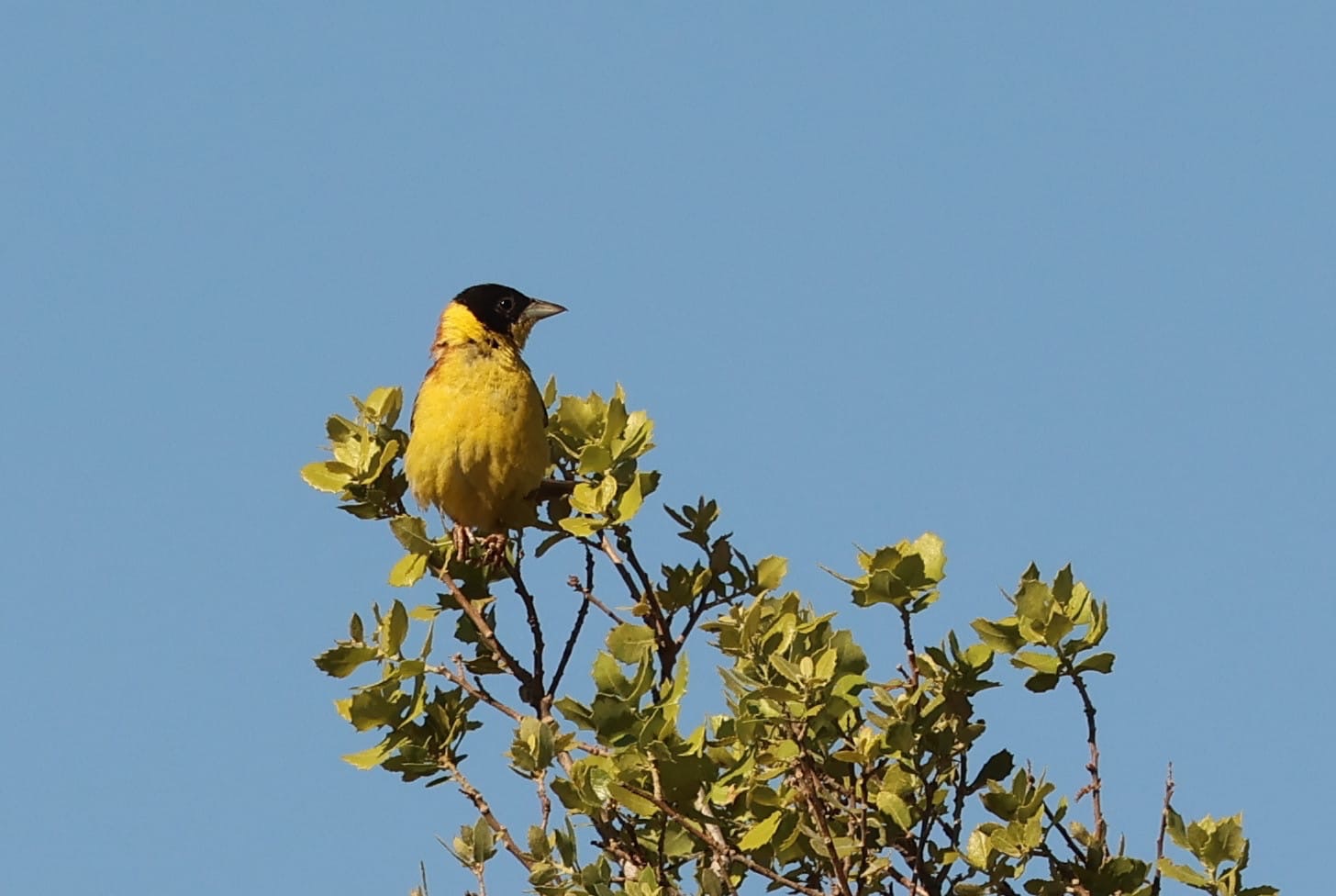 Black-headed Bunting 
