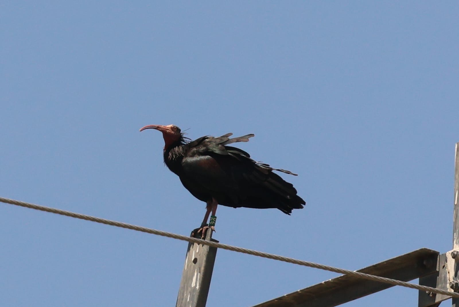Northern Bald Ibis