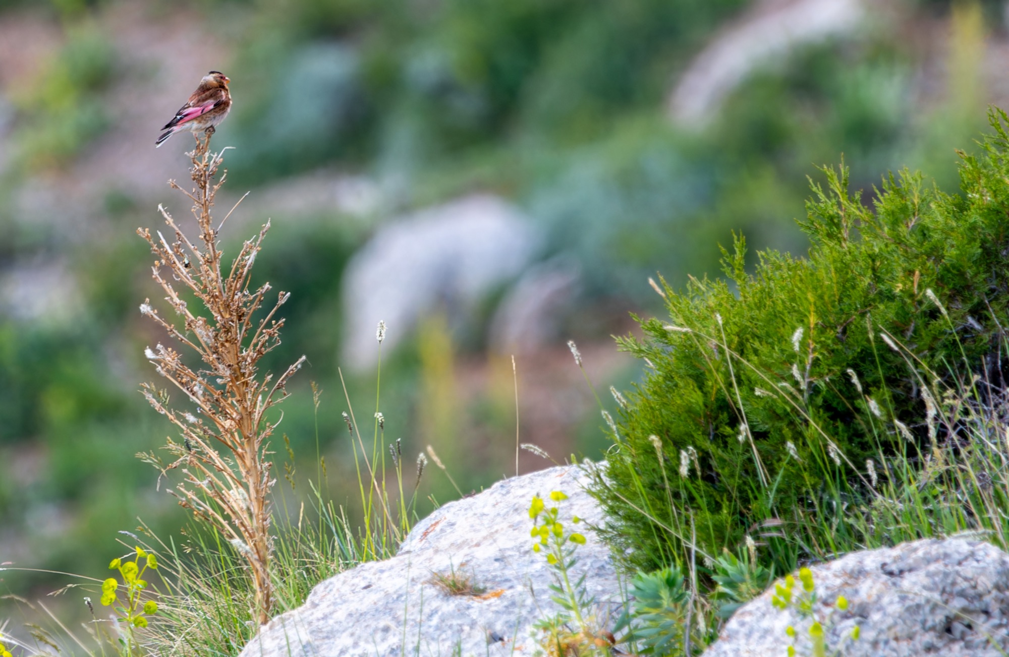 crimson-winged finch