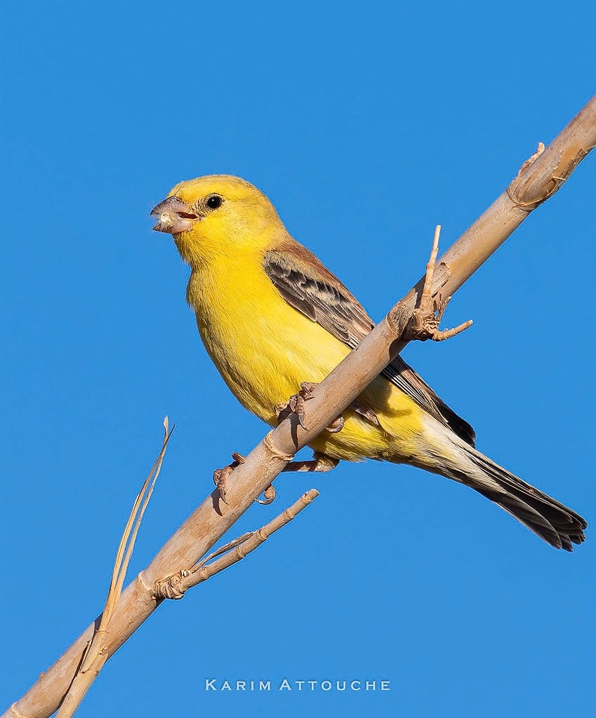 Sudan Golden Sparrow