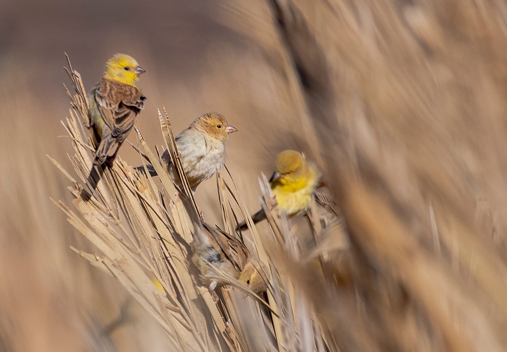 Sudan Golden Sparrow