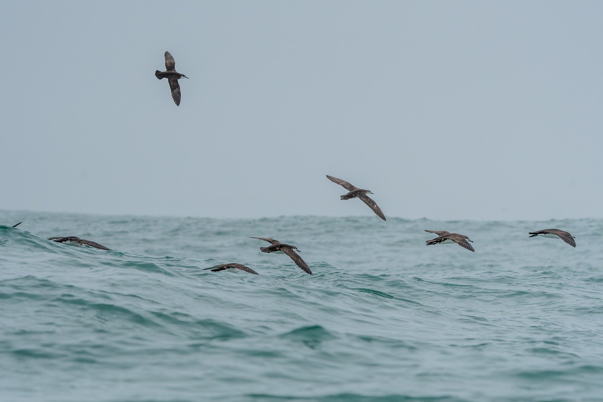 Persian Shearwaters