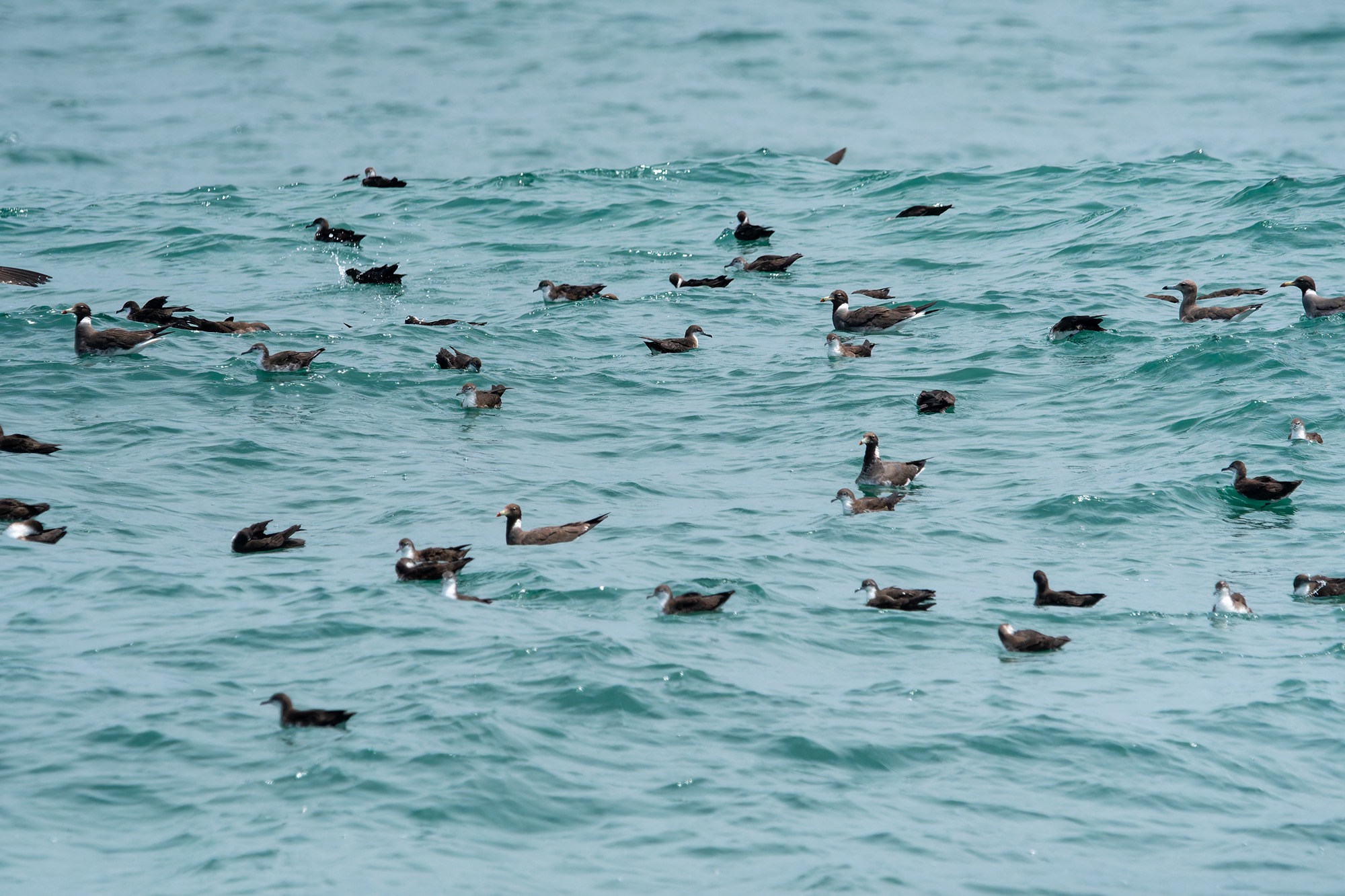 Persian Shearwaters