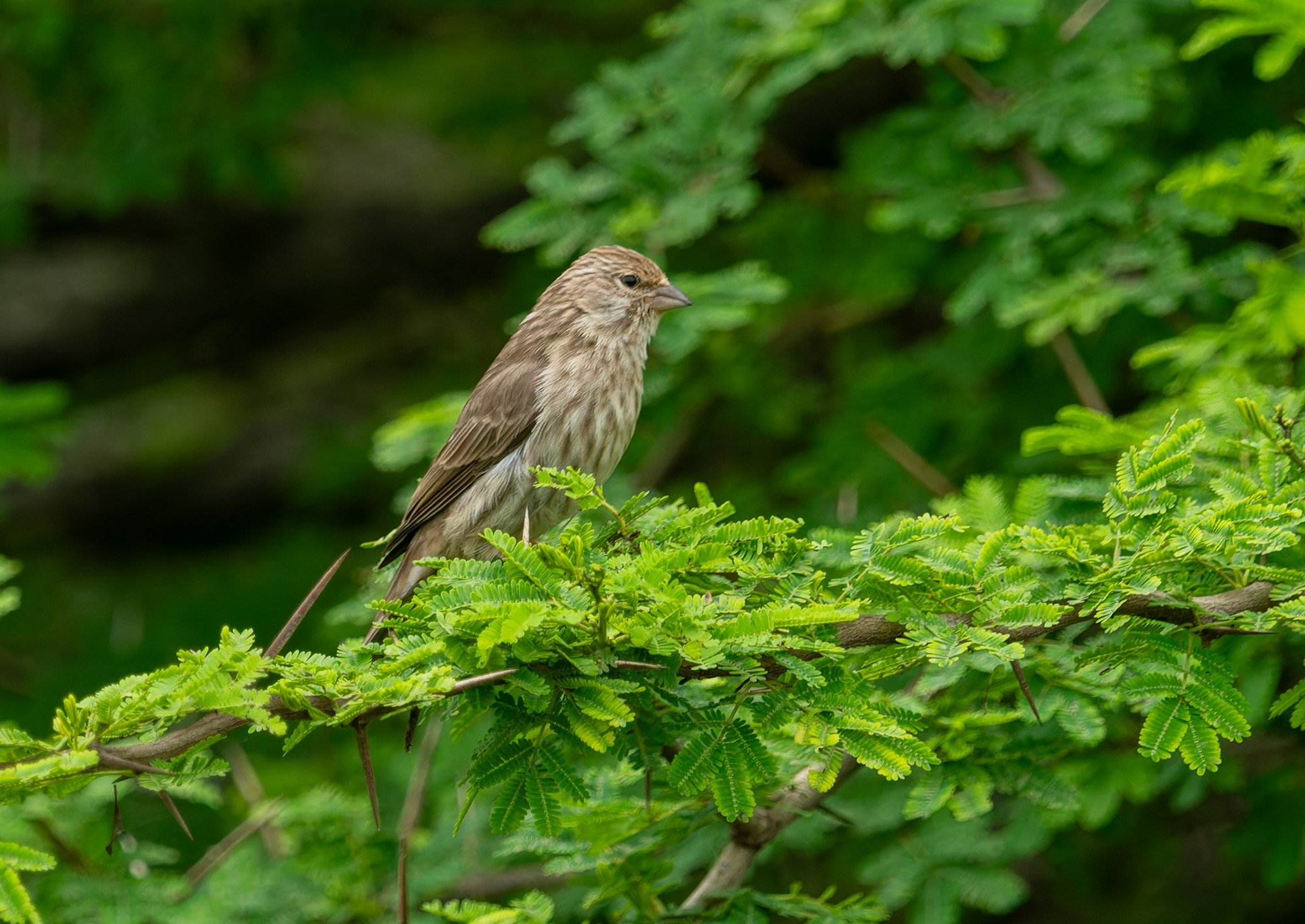 Yemen Serin