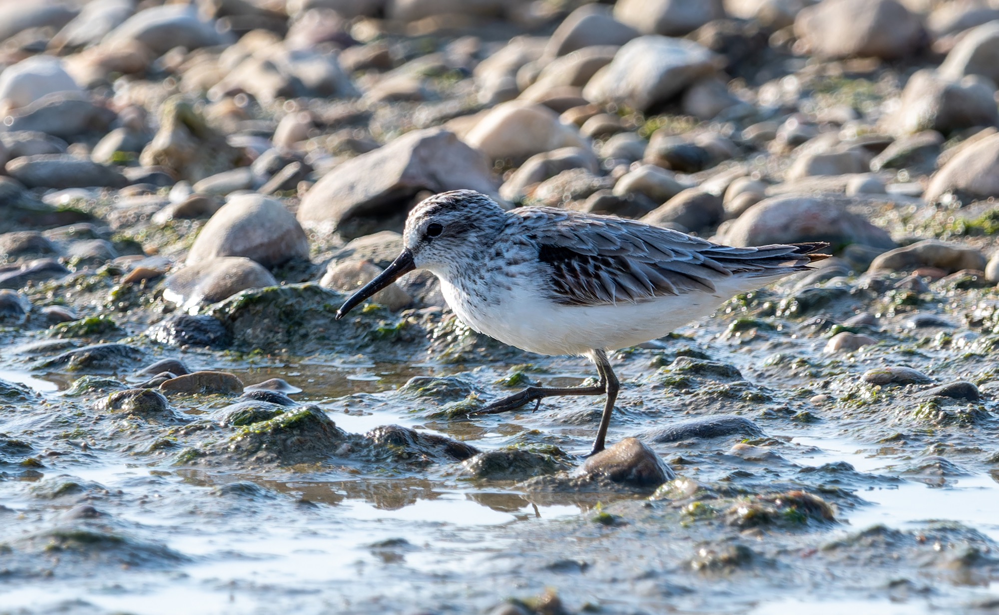 broad-billed Sandpiper
