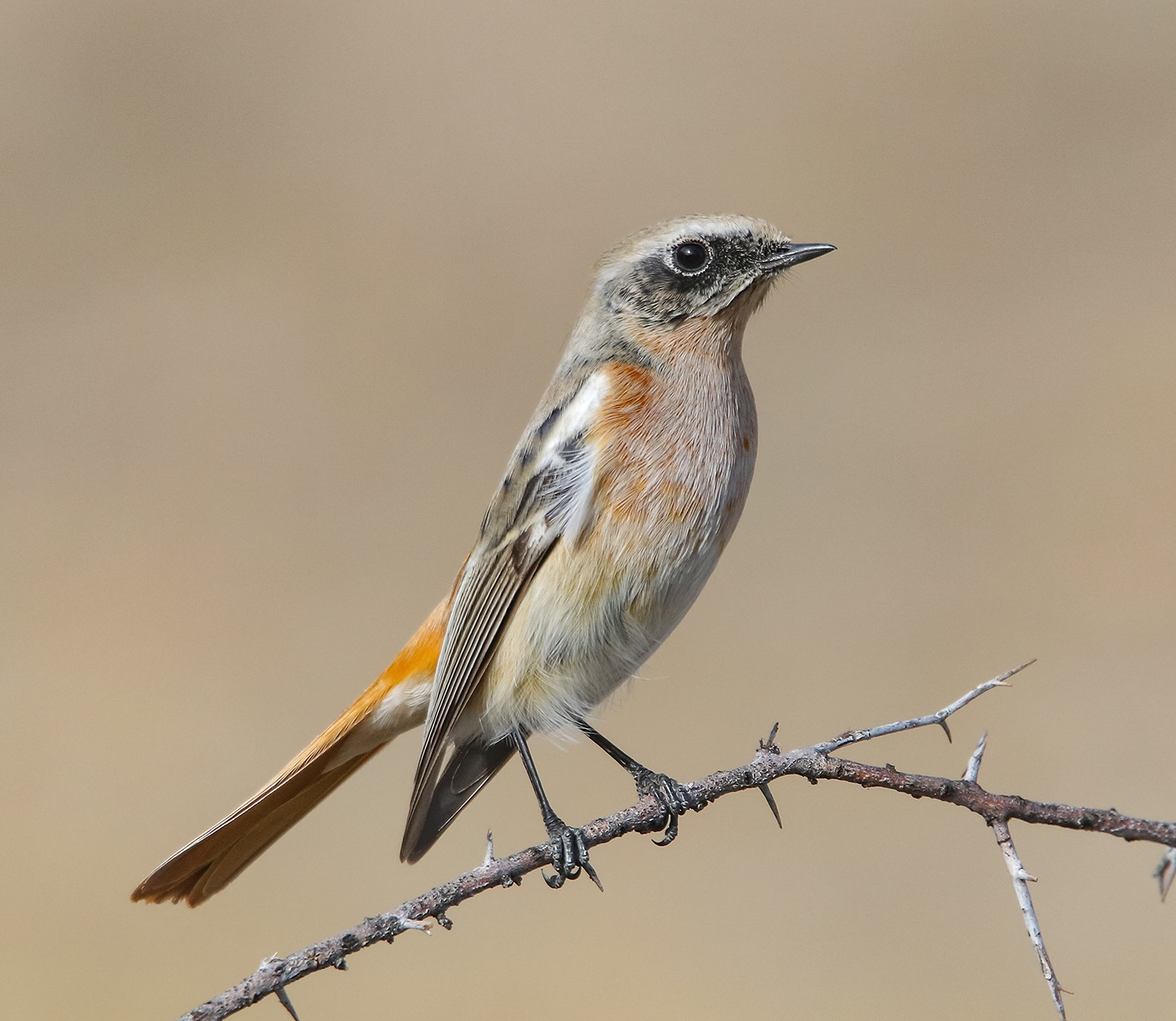 rufous-backed redstart