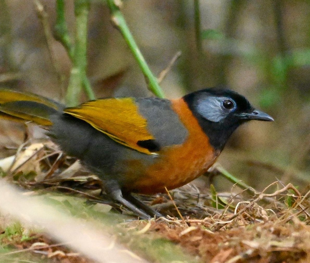 collared laughing thrush