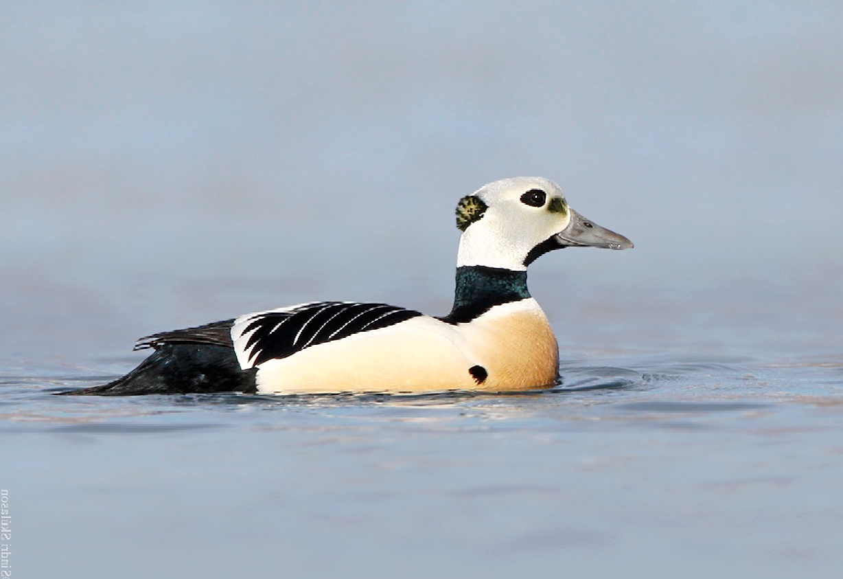 steller's eider