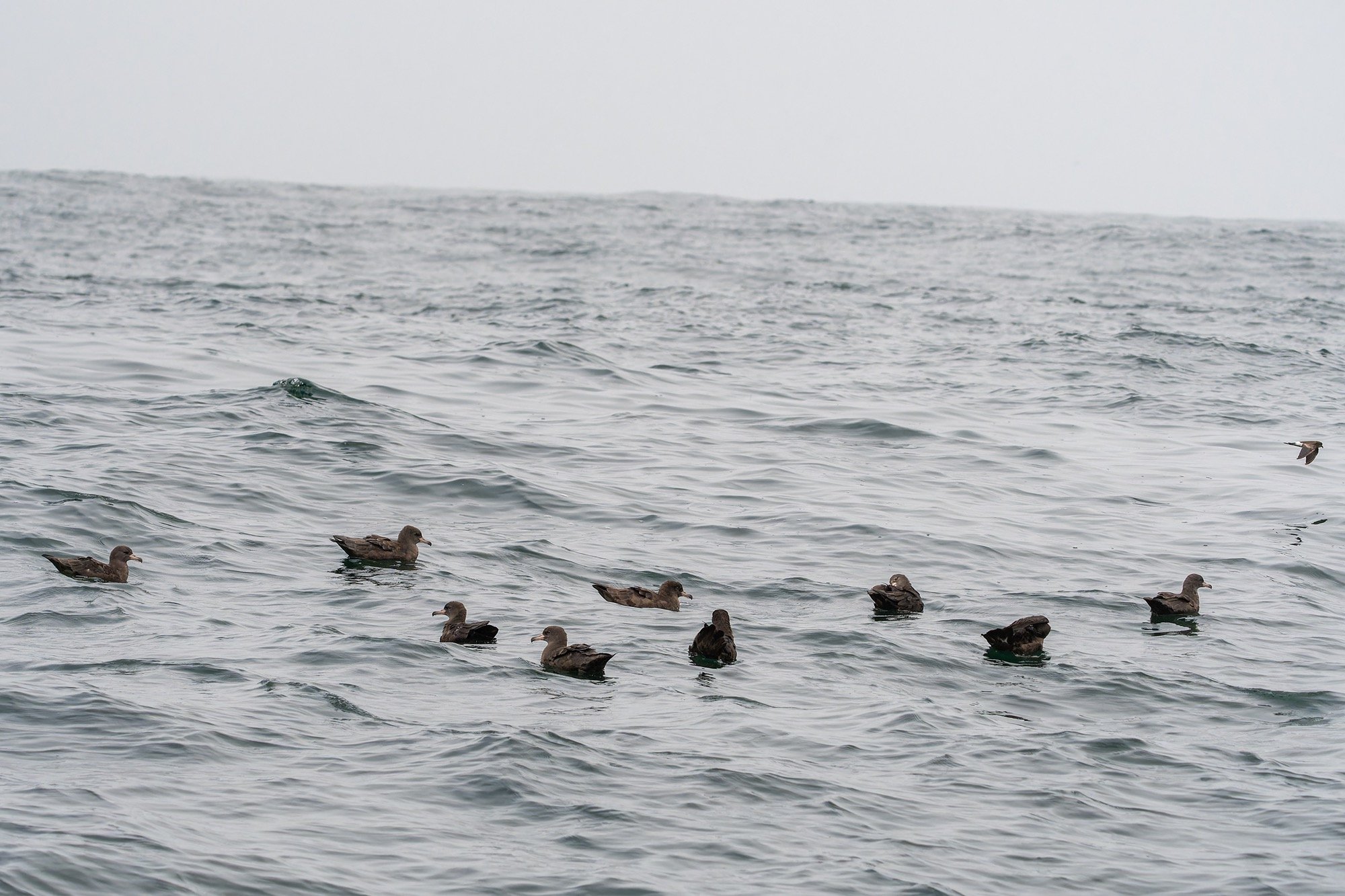 Flesh-footed Shearwaters