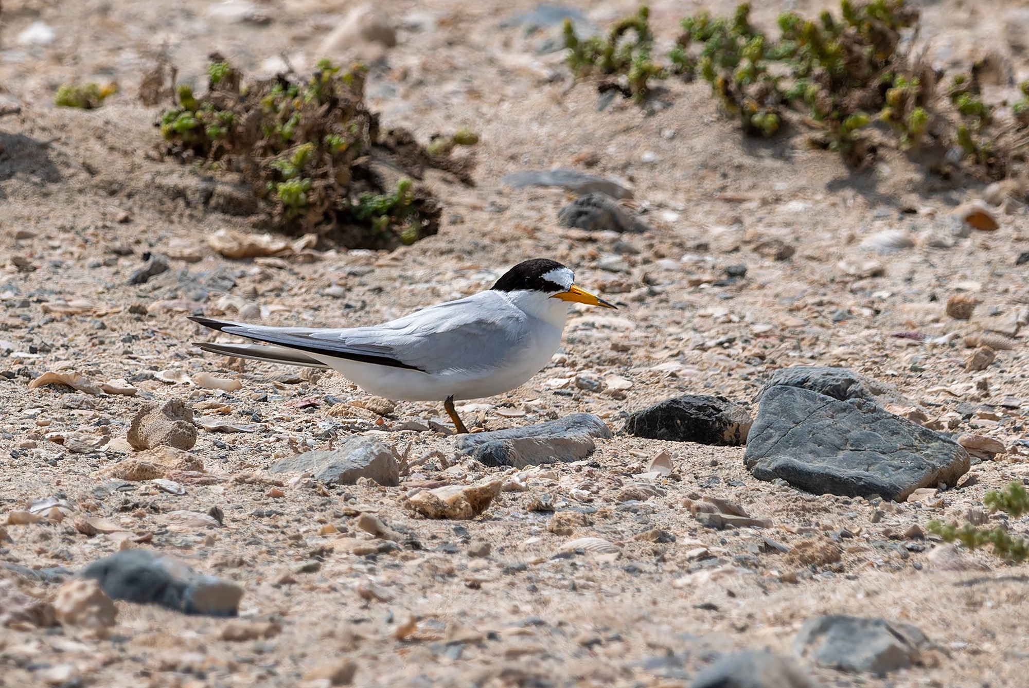 Saunders's Tern