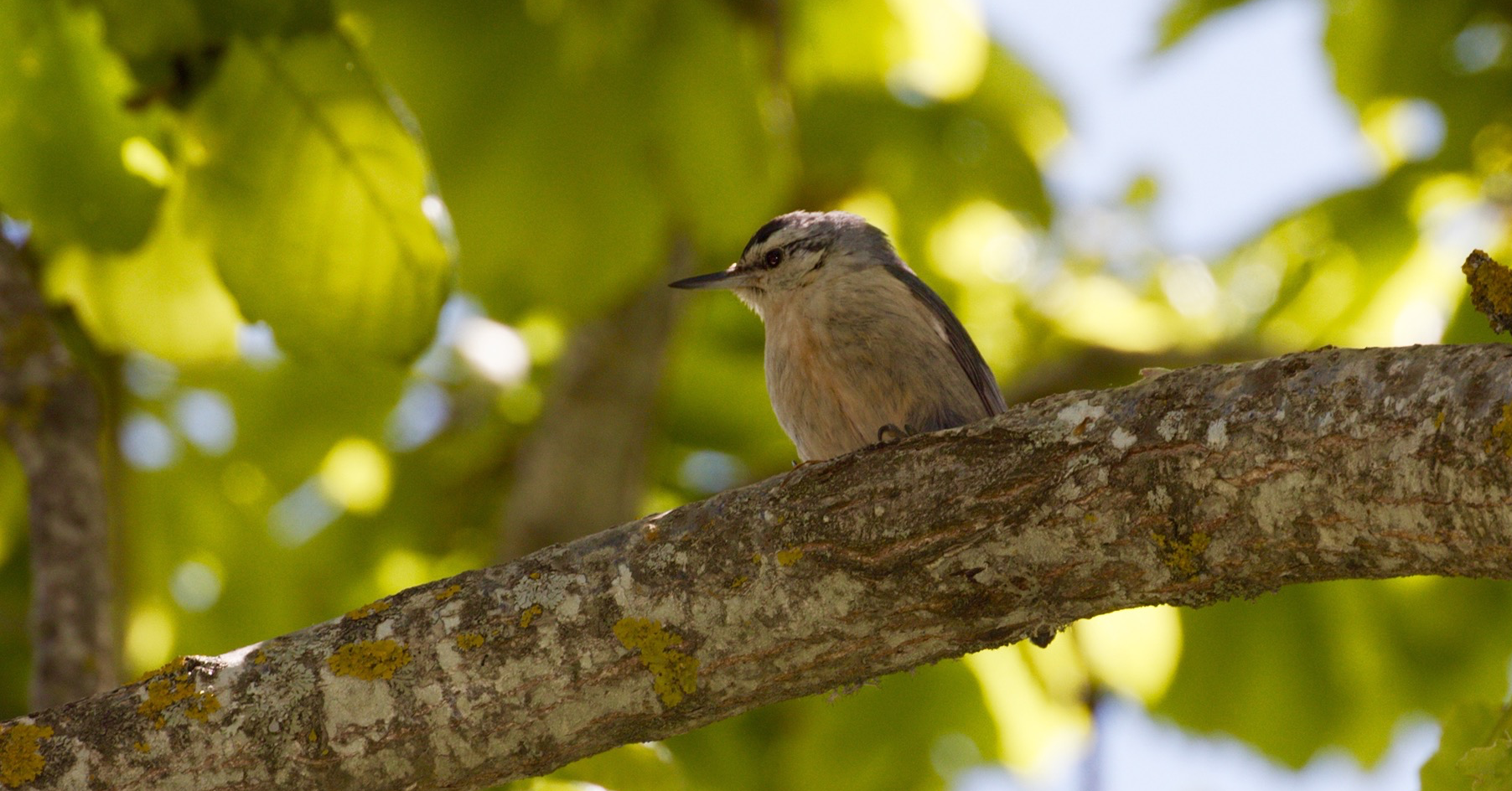 Algerian Nuthatch