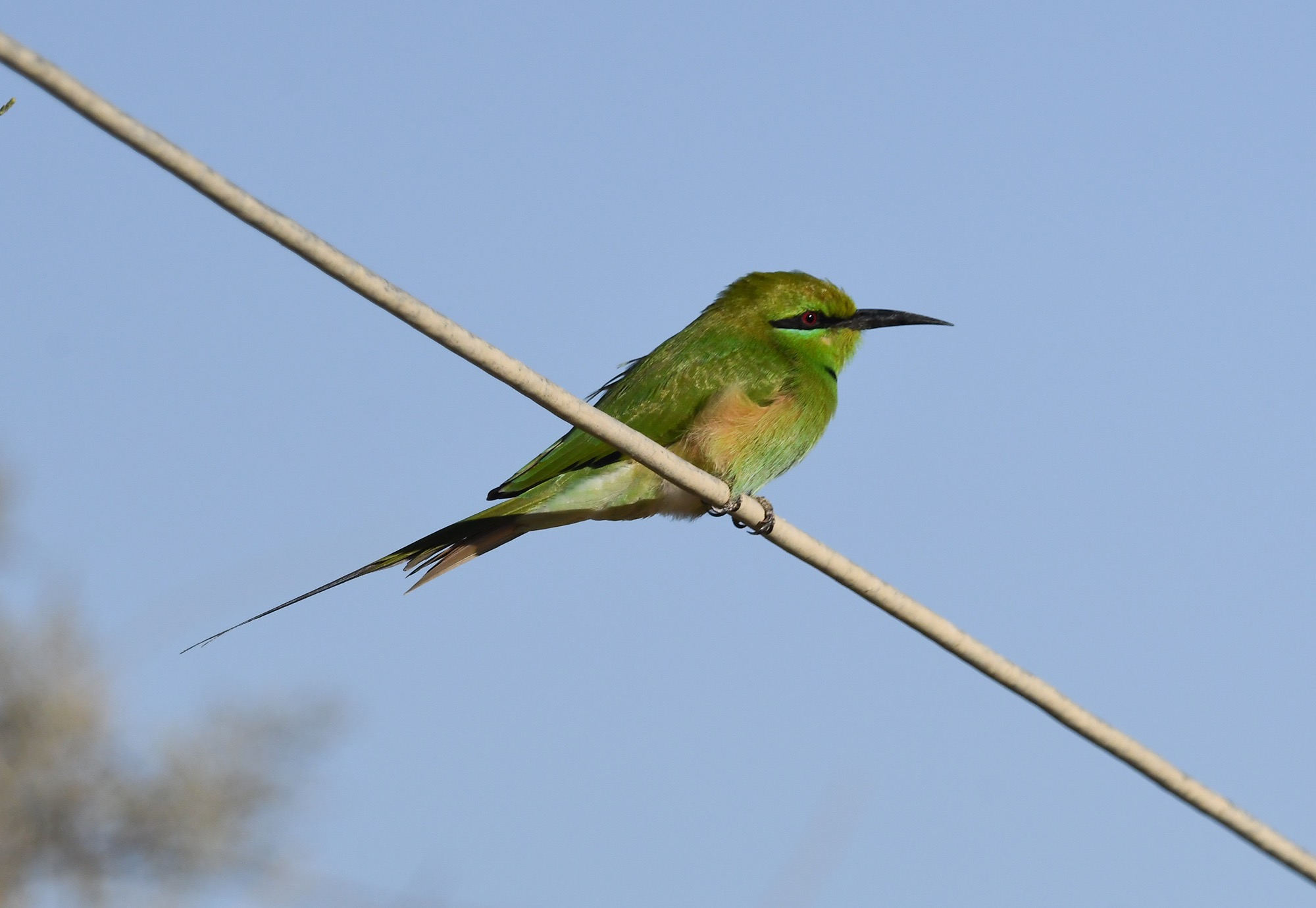 African Green Bee-eater