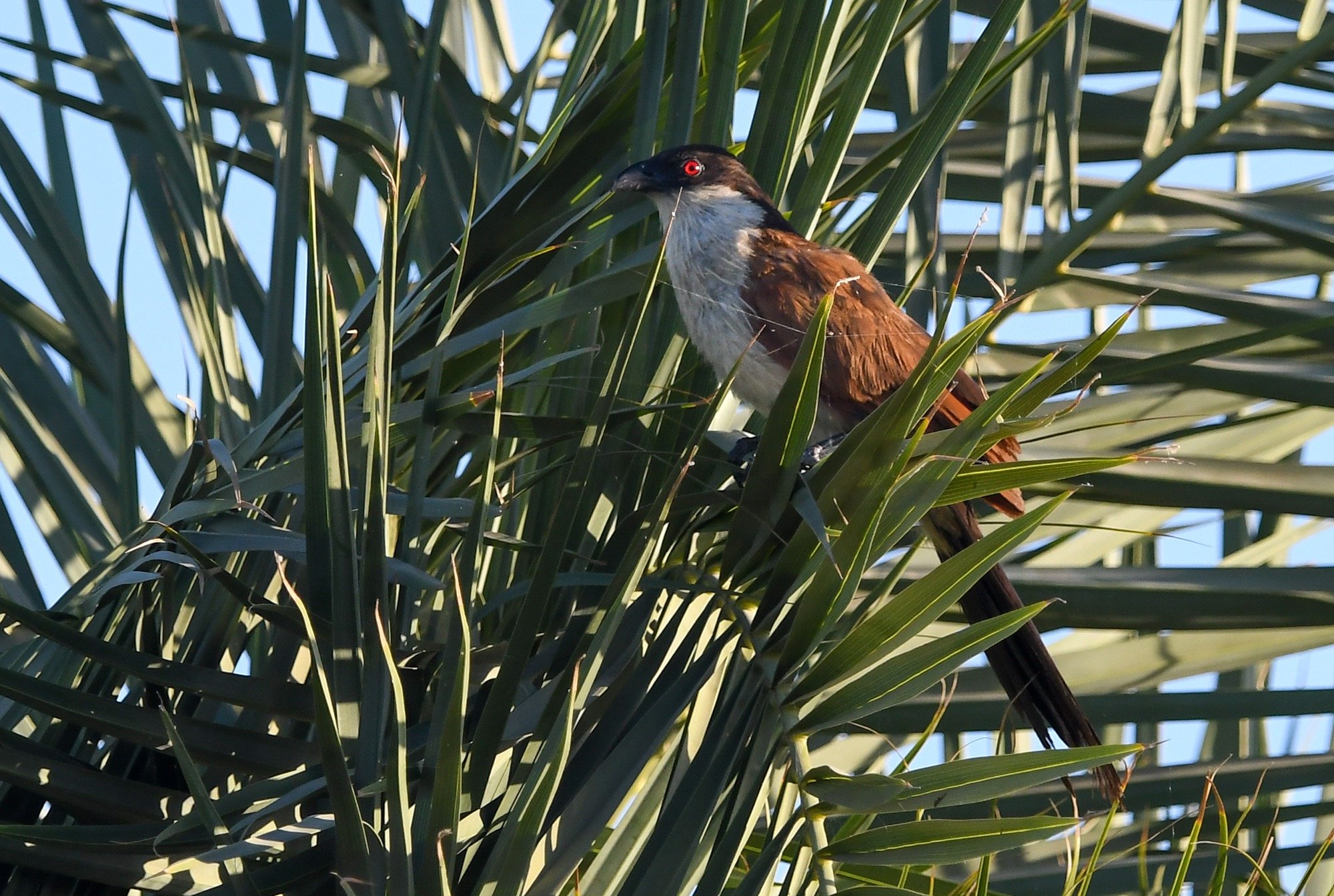 senegal coucal