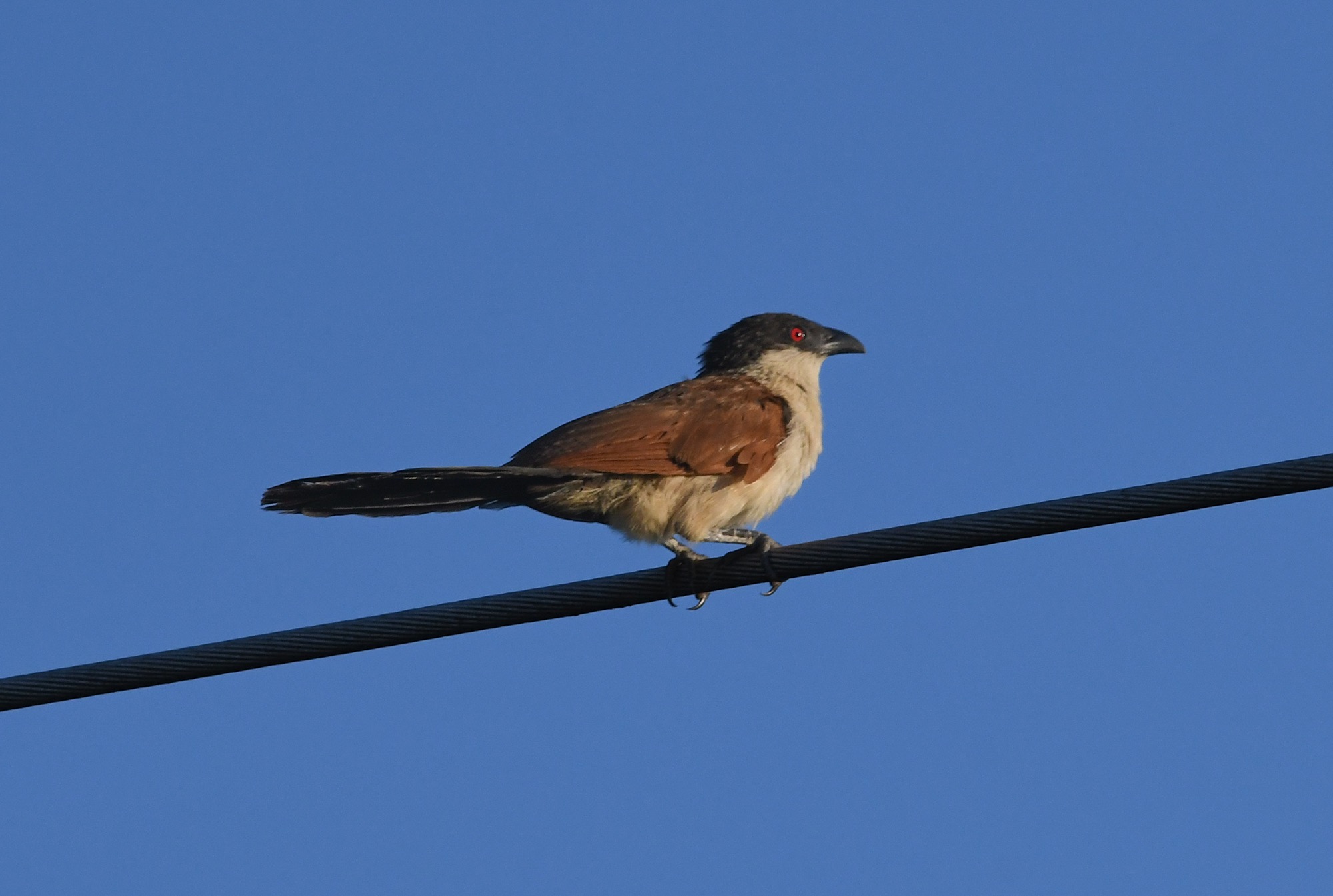 Senegal Coucal