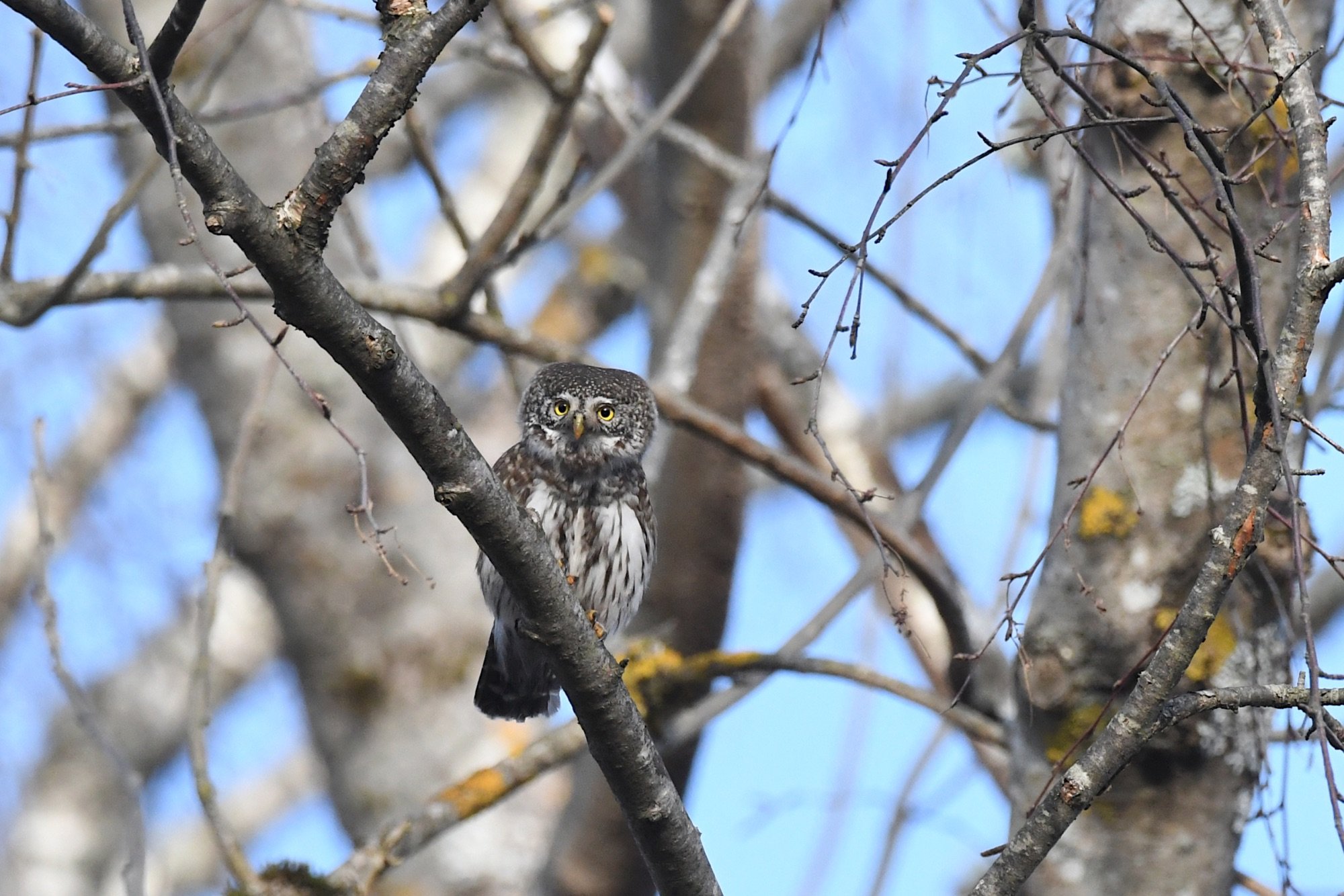 Eurasian Pygmy Owl