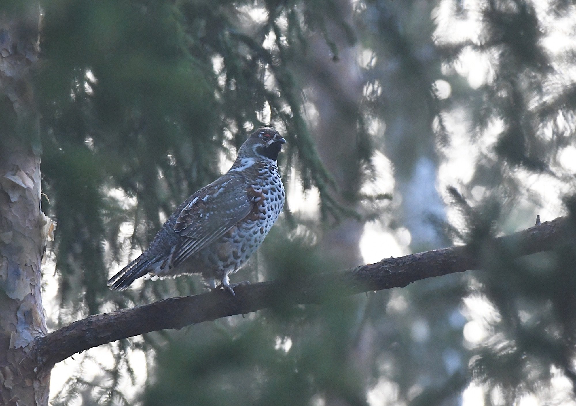 hazel grouse