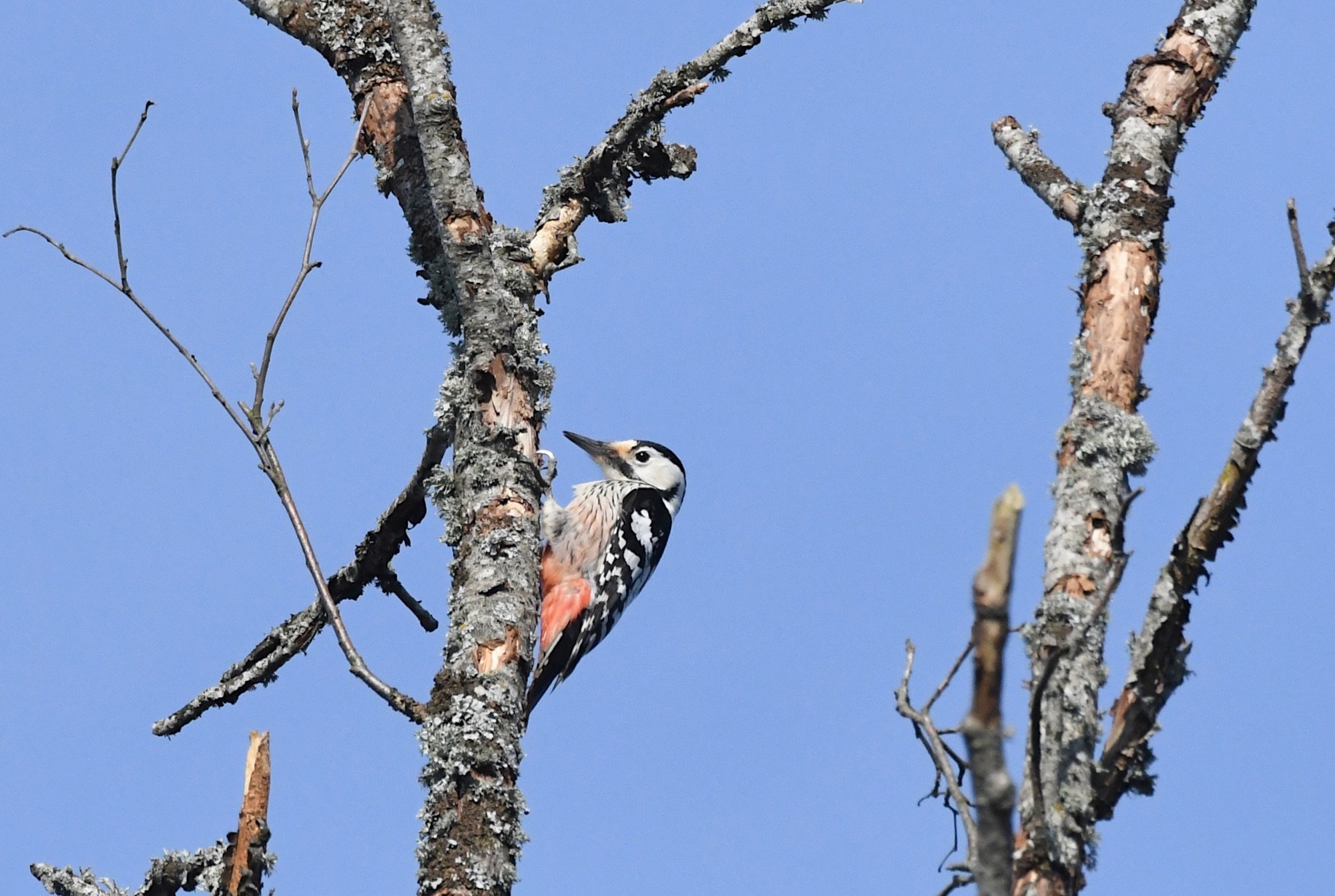 White-backed Woodpecker