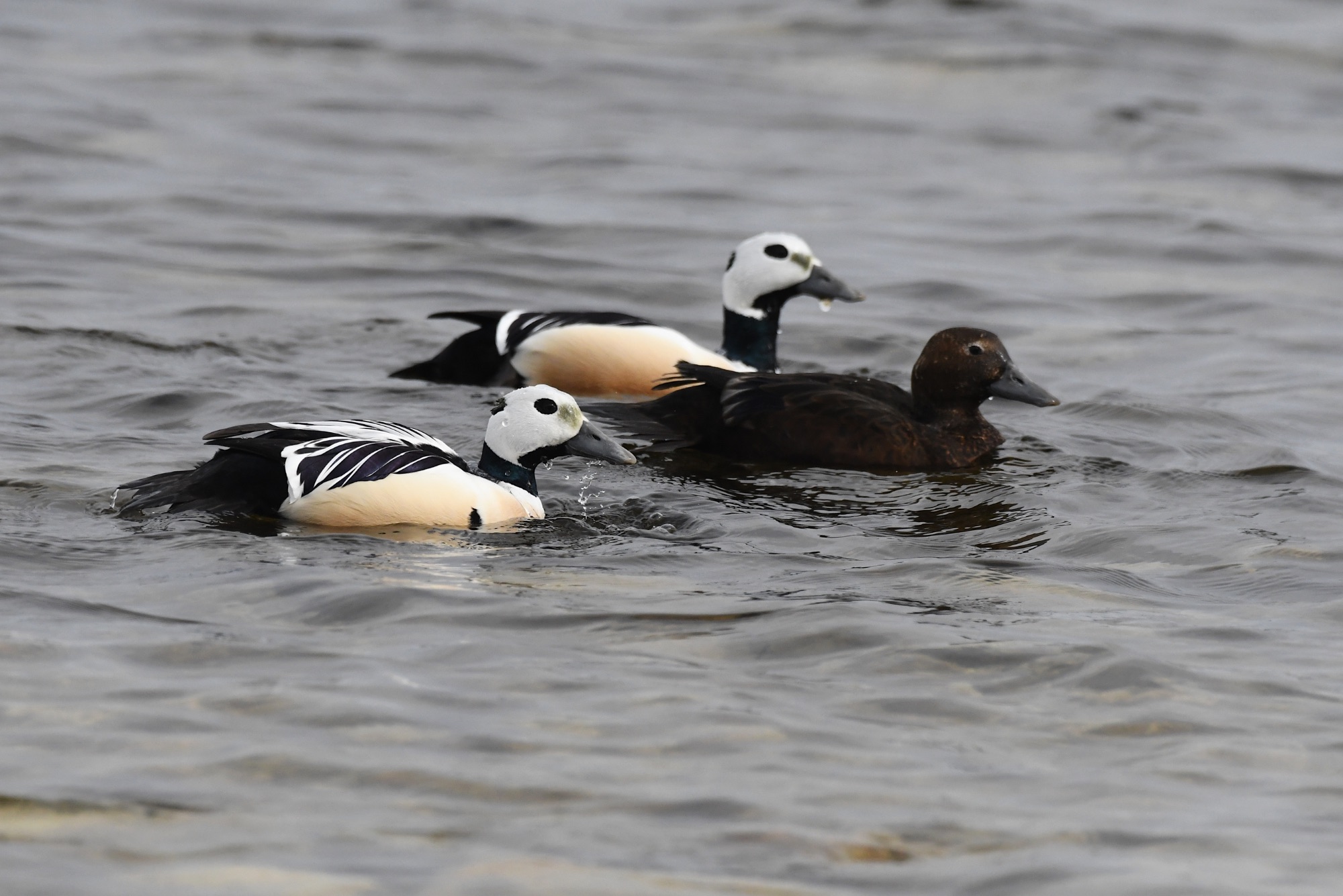 steller's eider