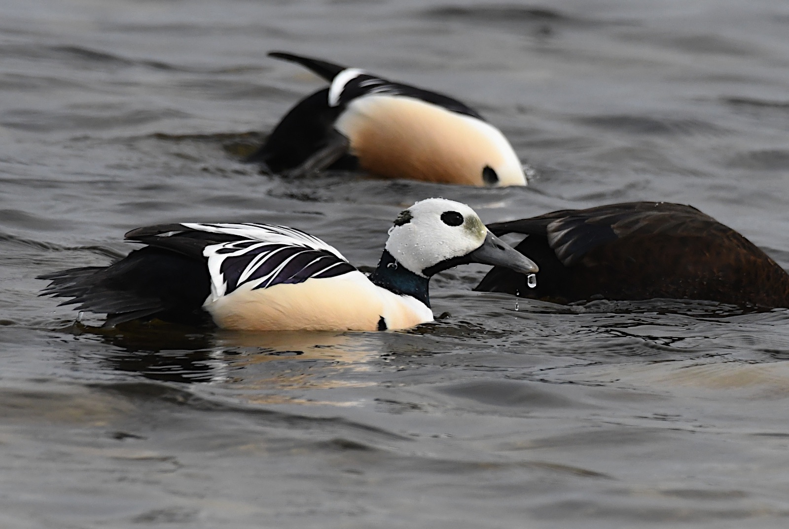 steller's eider