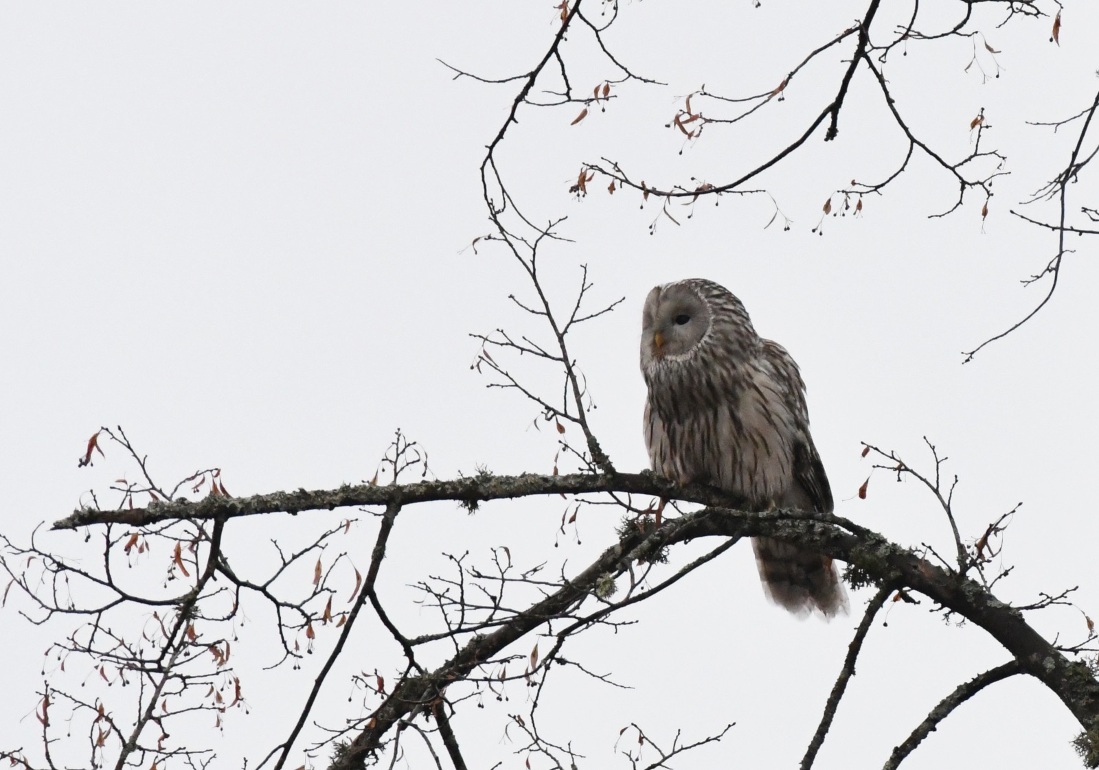 Ural Owl