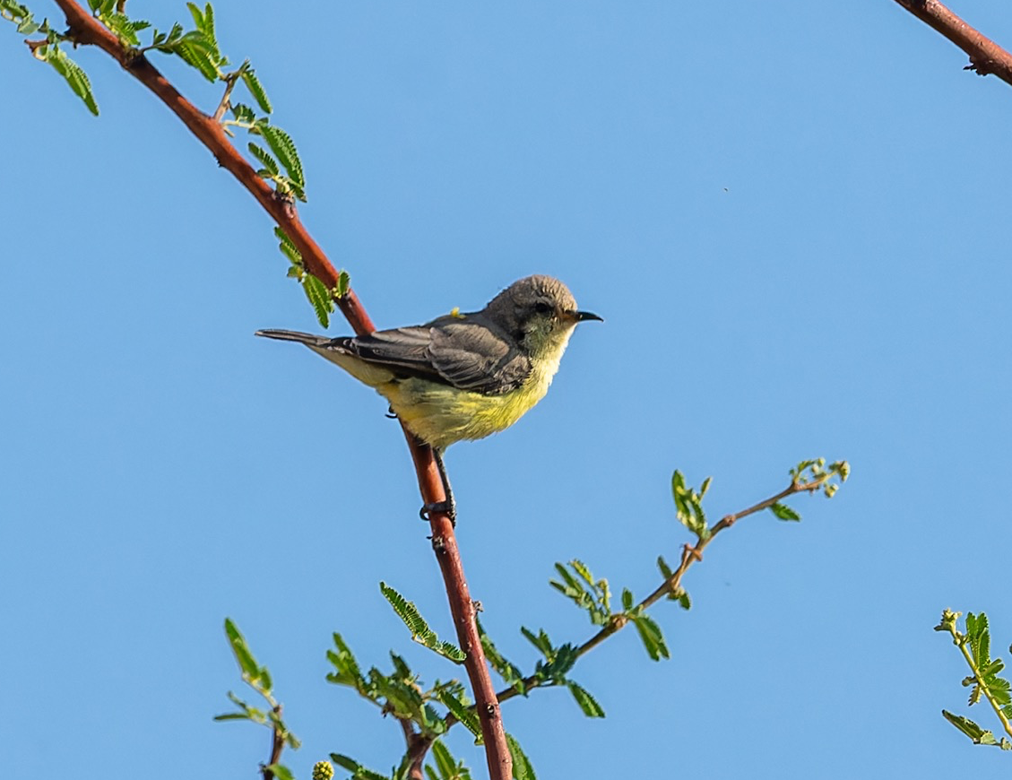 Nile Valley Sunbird