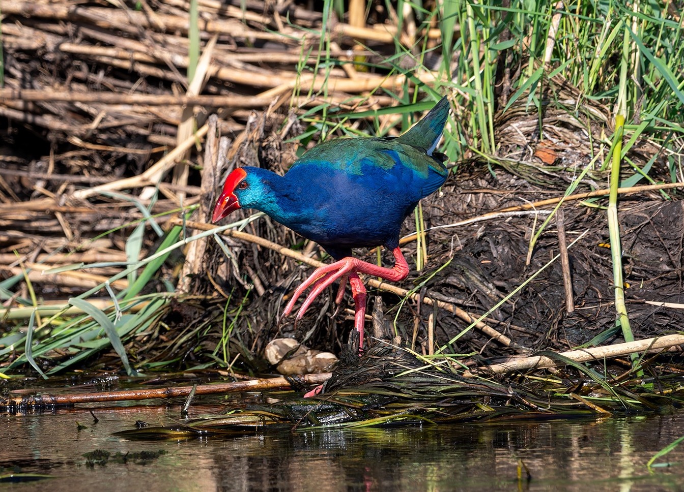 African Swamphen