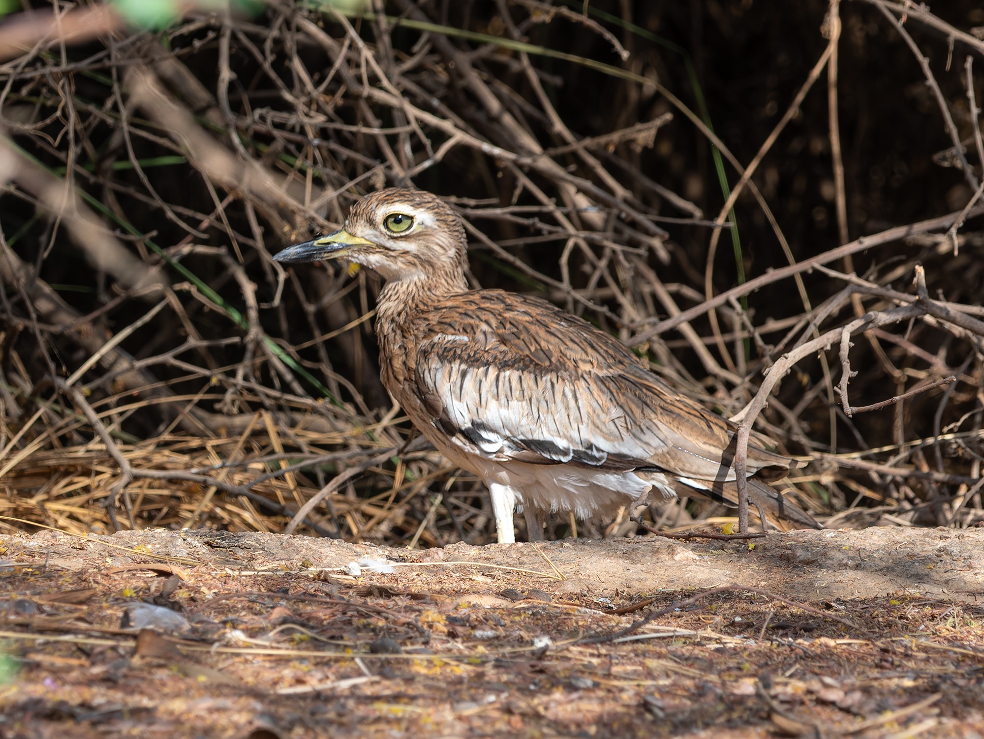 Senegal Thick-knee