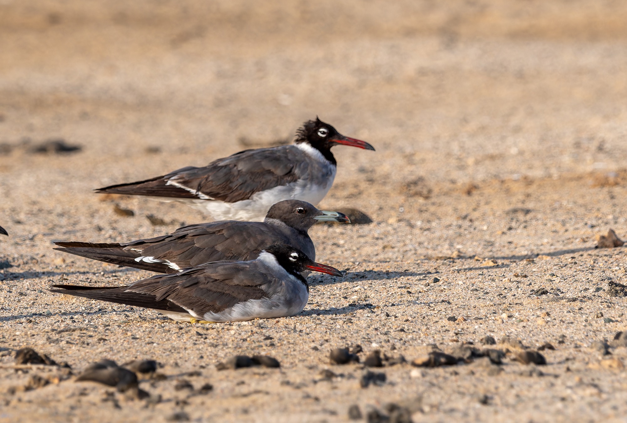 White-eyed Gull