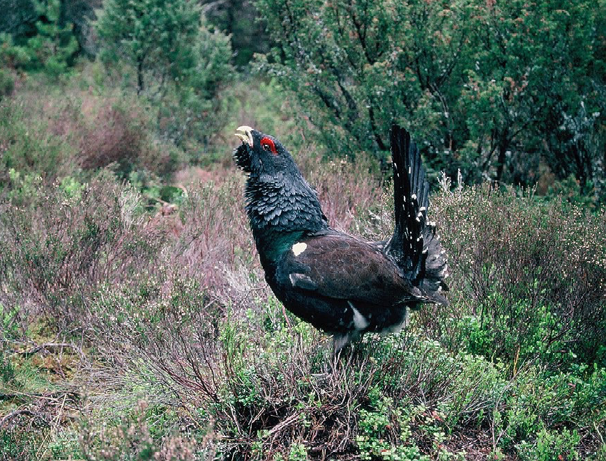Capercaillie