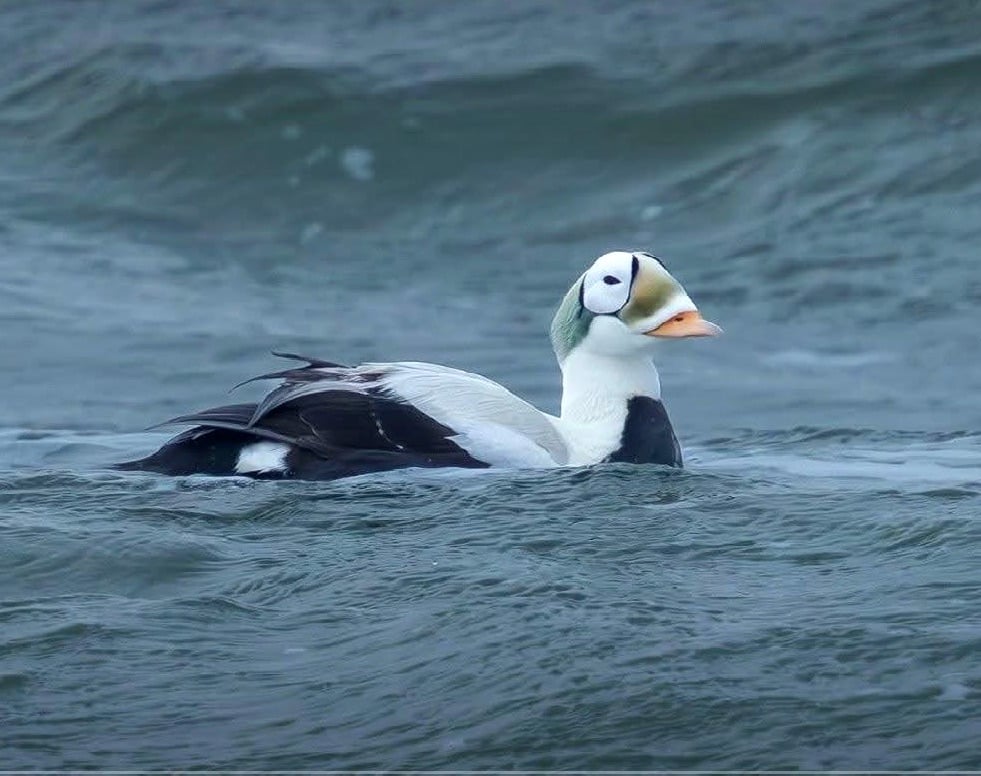 spectacled Eider